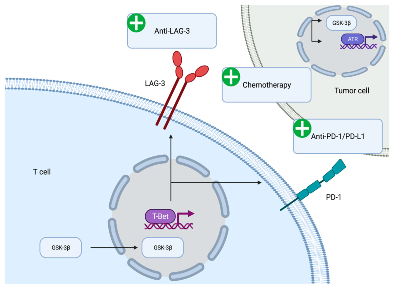 Biology 10 00610 g002 550
