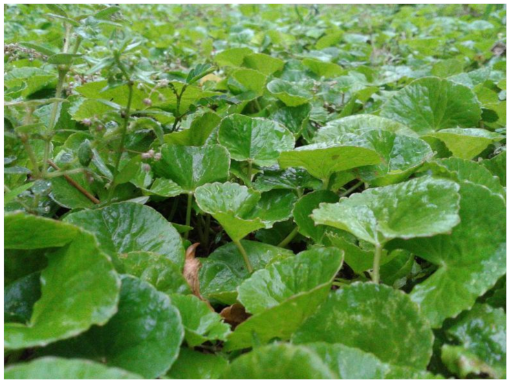 Biology 10 00616 g005 Biology 10 00616 g005