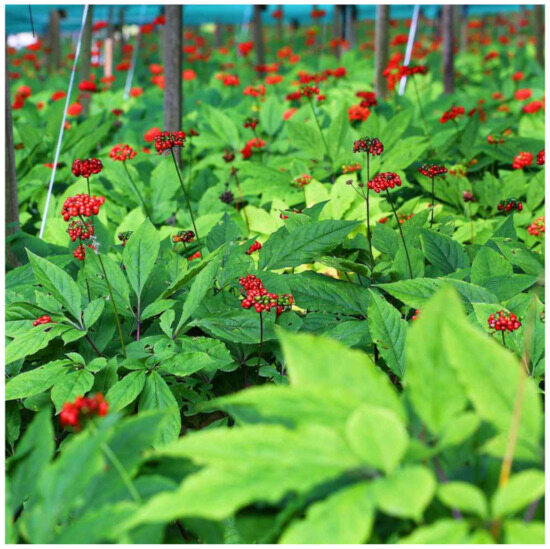 The Role of Food Supplementation in Microcirculation—A