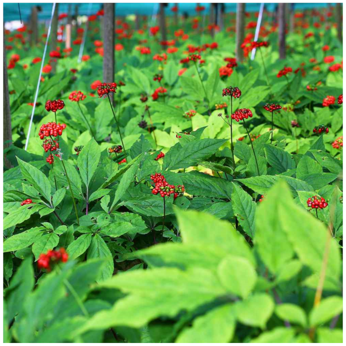 Biology 10 00616 g006 Biology 10 00616 g006