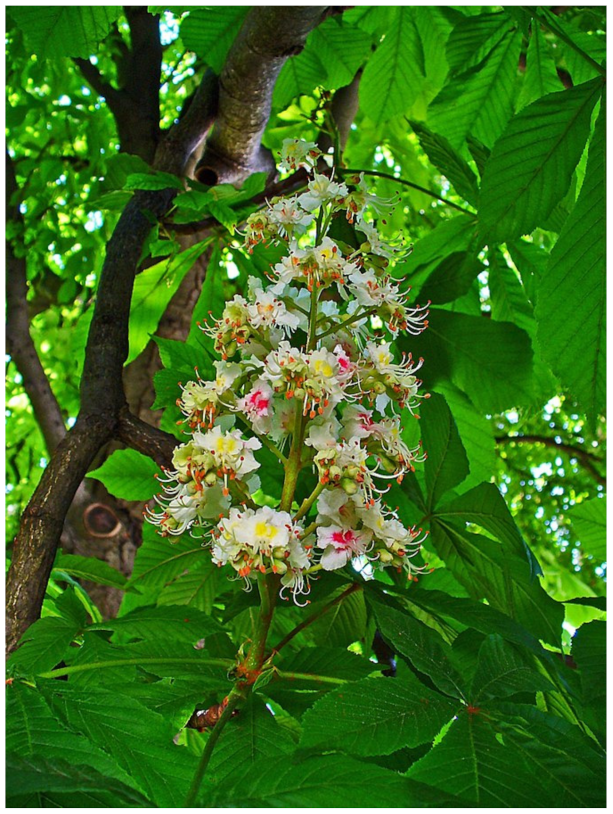 Biology 10 00616 g007 Biology 10 00616 g007