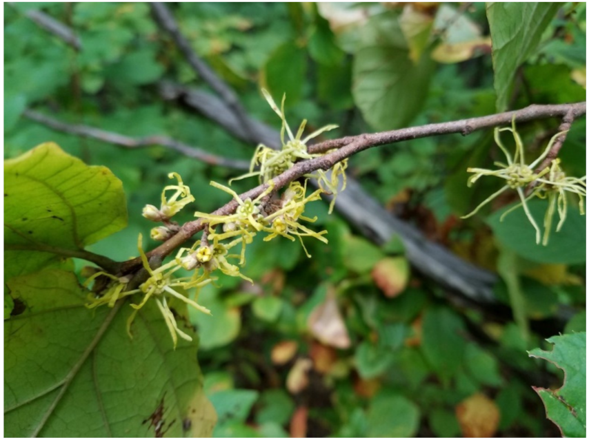 Biology 10 00616 g008 Biology 10 00616 g008