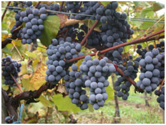 The Role of Food Supplementation in Microcirculation—A