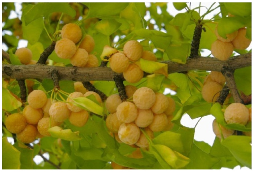 Biology 10 00616 g010 Biology 10 00616 g010