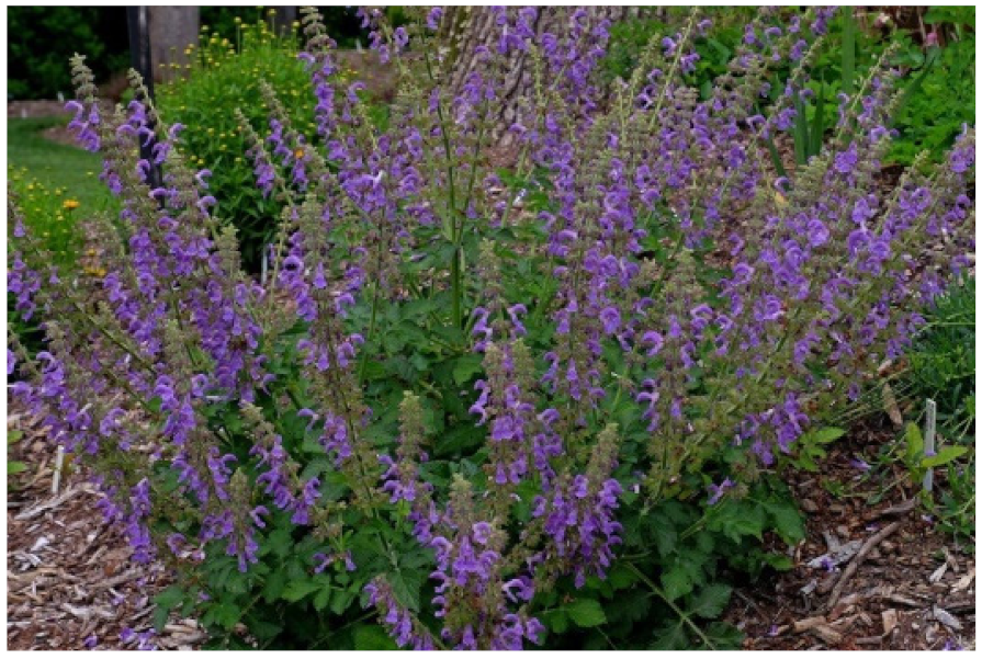 Biology 10 00616 g011 Biology 10 00616 g011