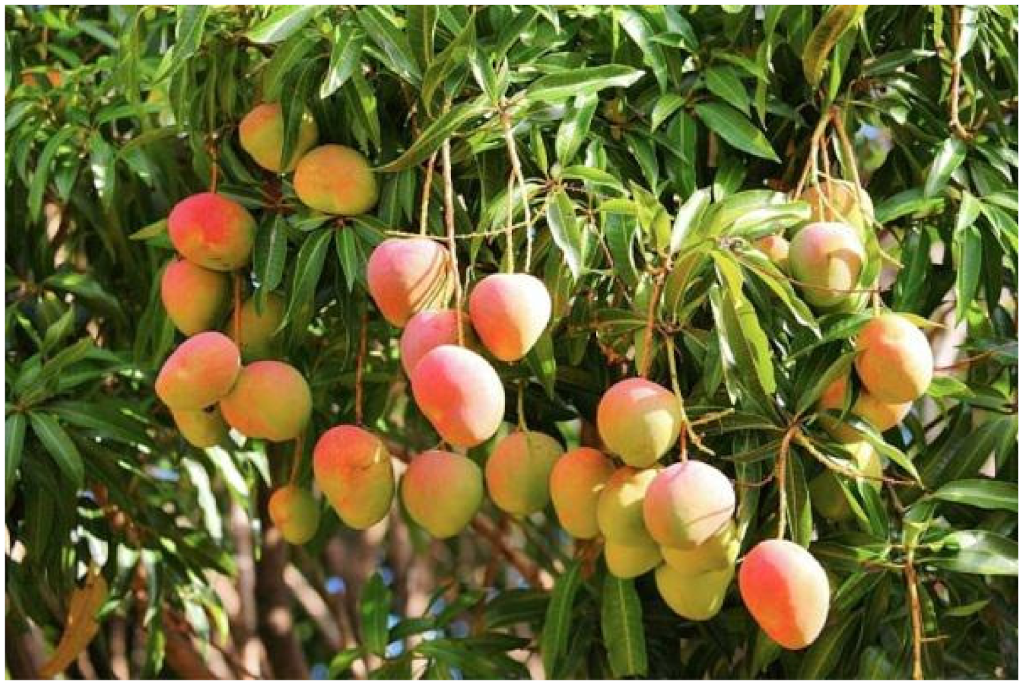 Biology 10 00616 g012 Biology 10 00616 g012