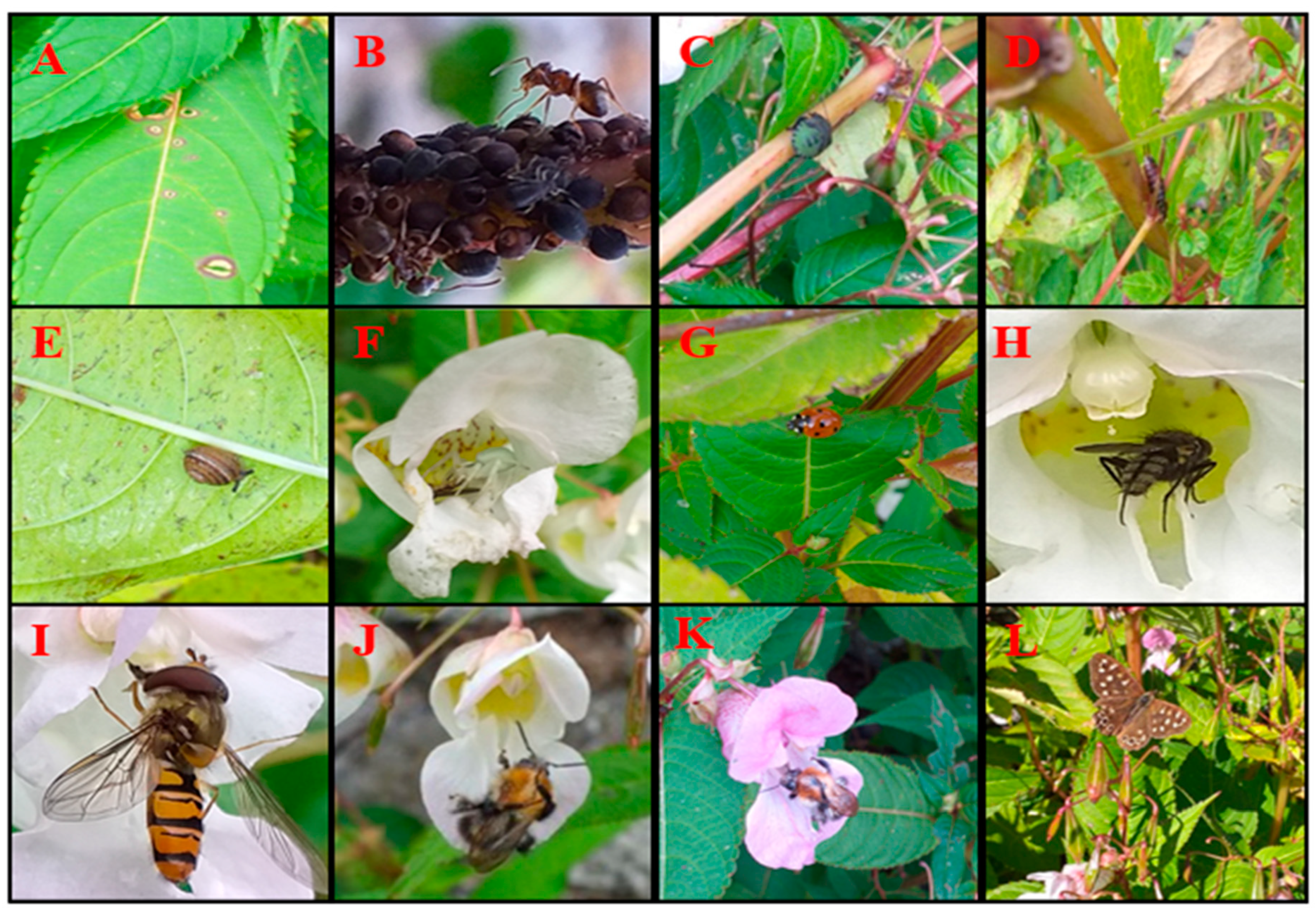 Biology 10 00619 g002