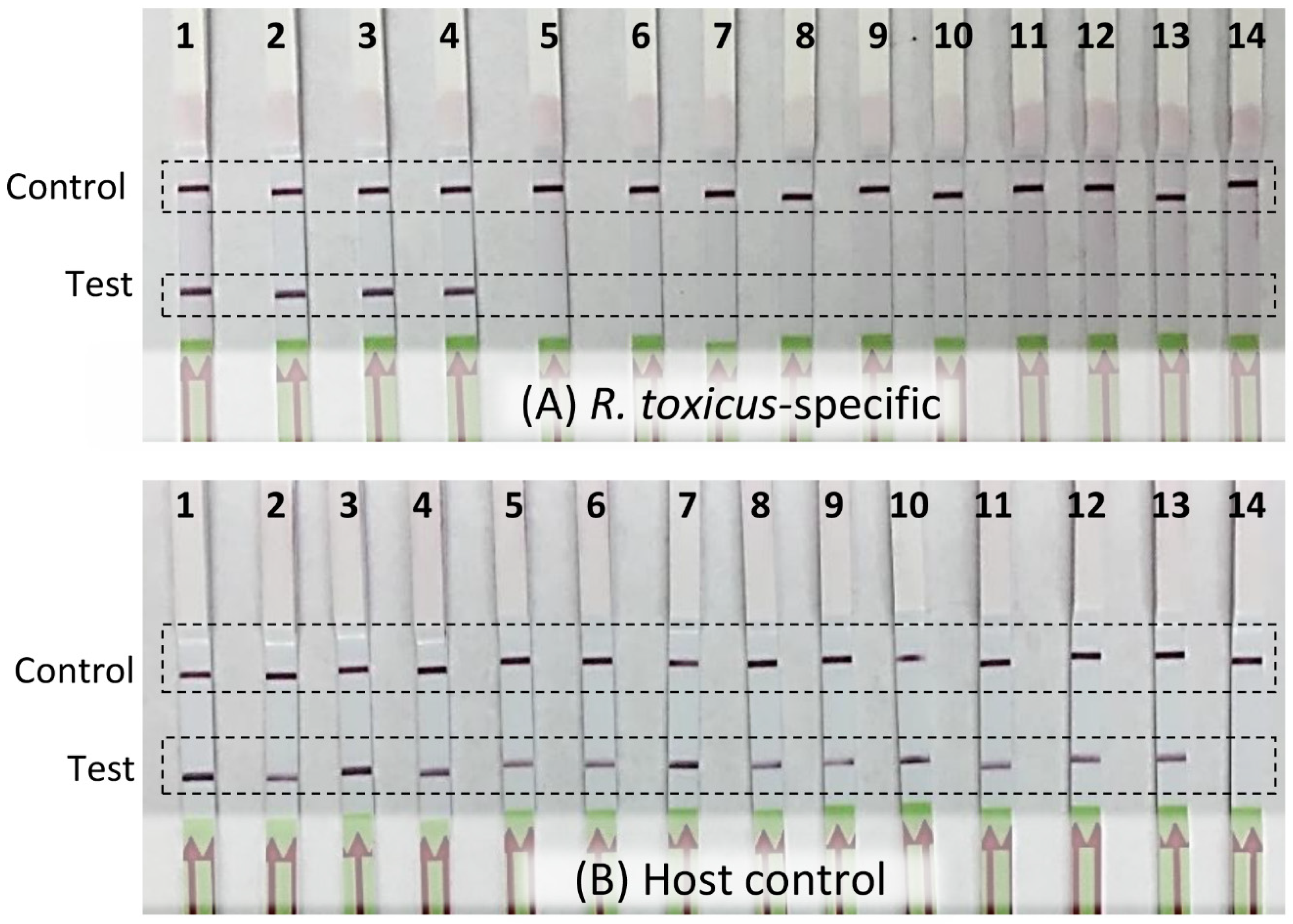 Biology 10 00620 g003