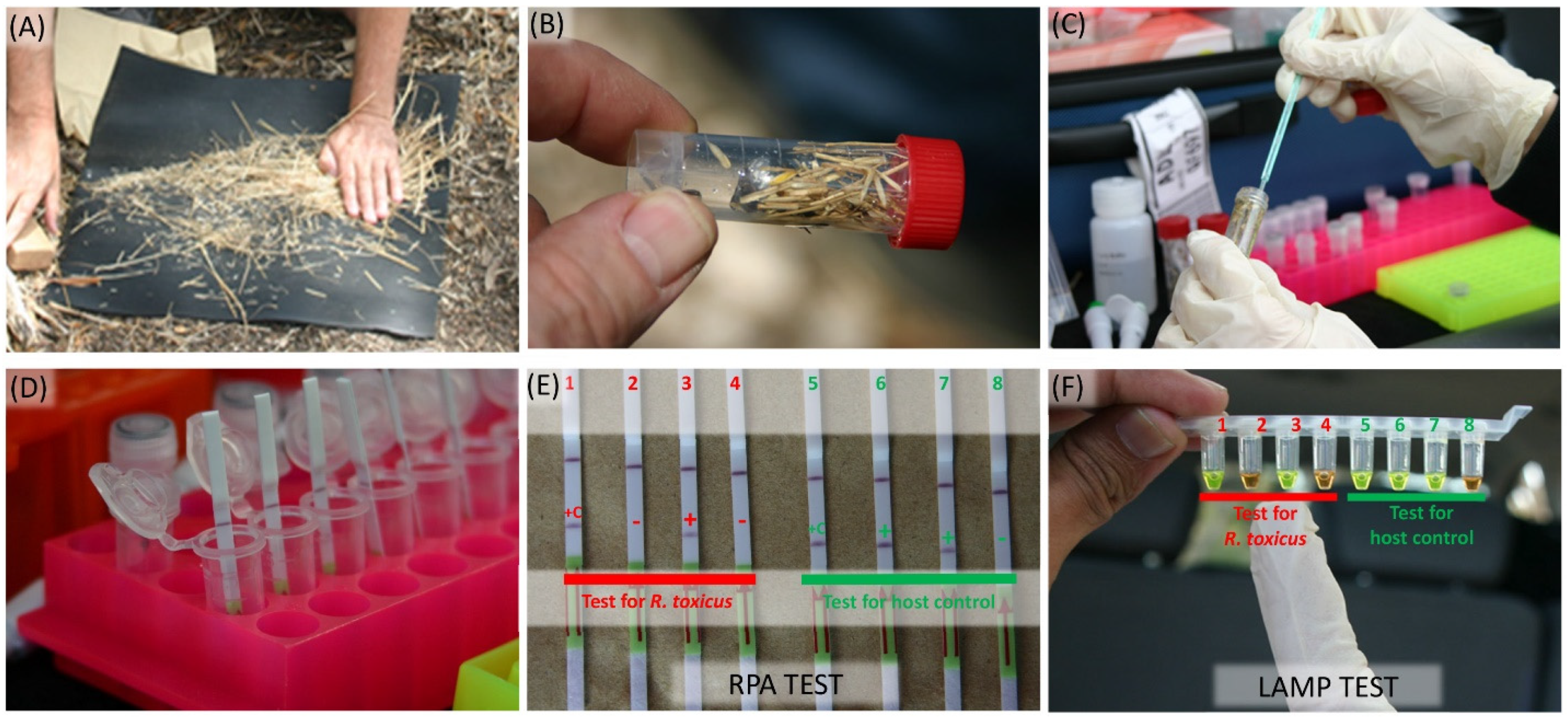 Biology 10 00620 g007