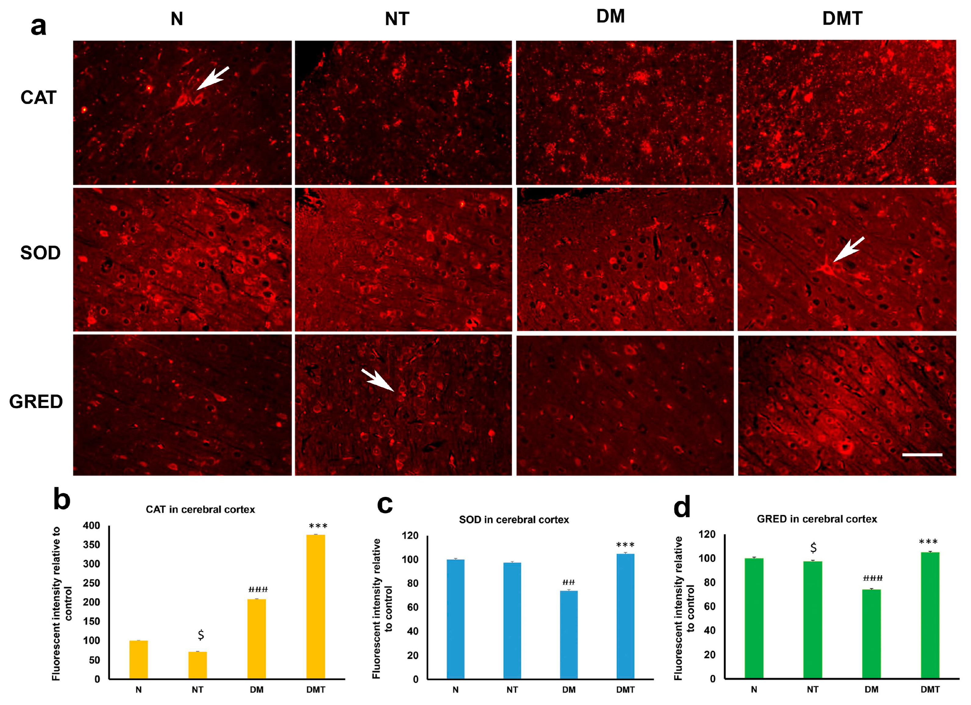 Biology 10 00621 g004 Biology 10 00621 g004
