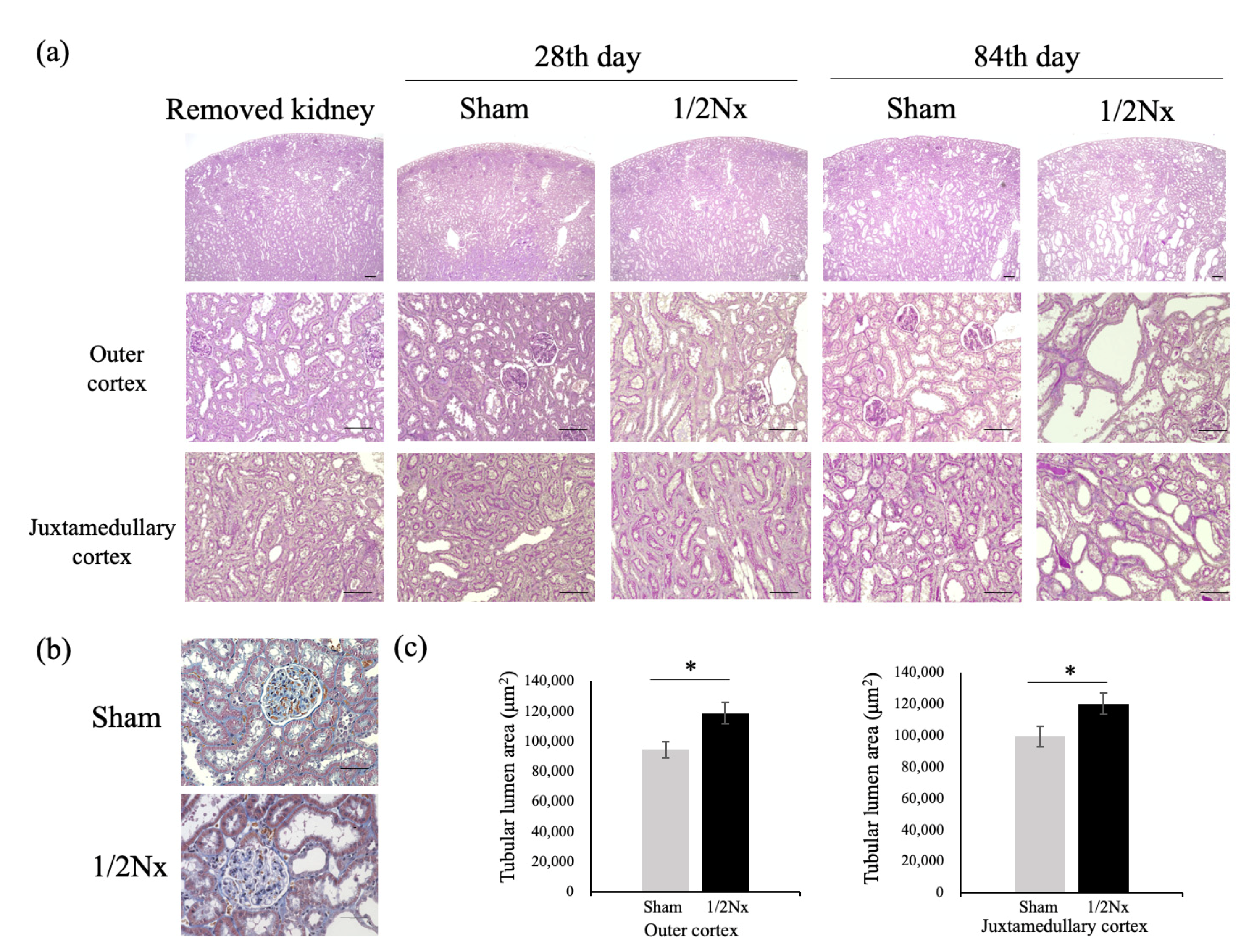 Biology 10 00633 g005