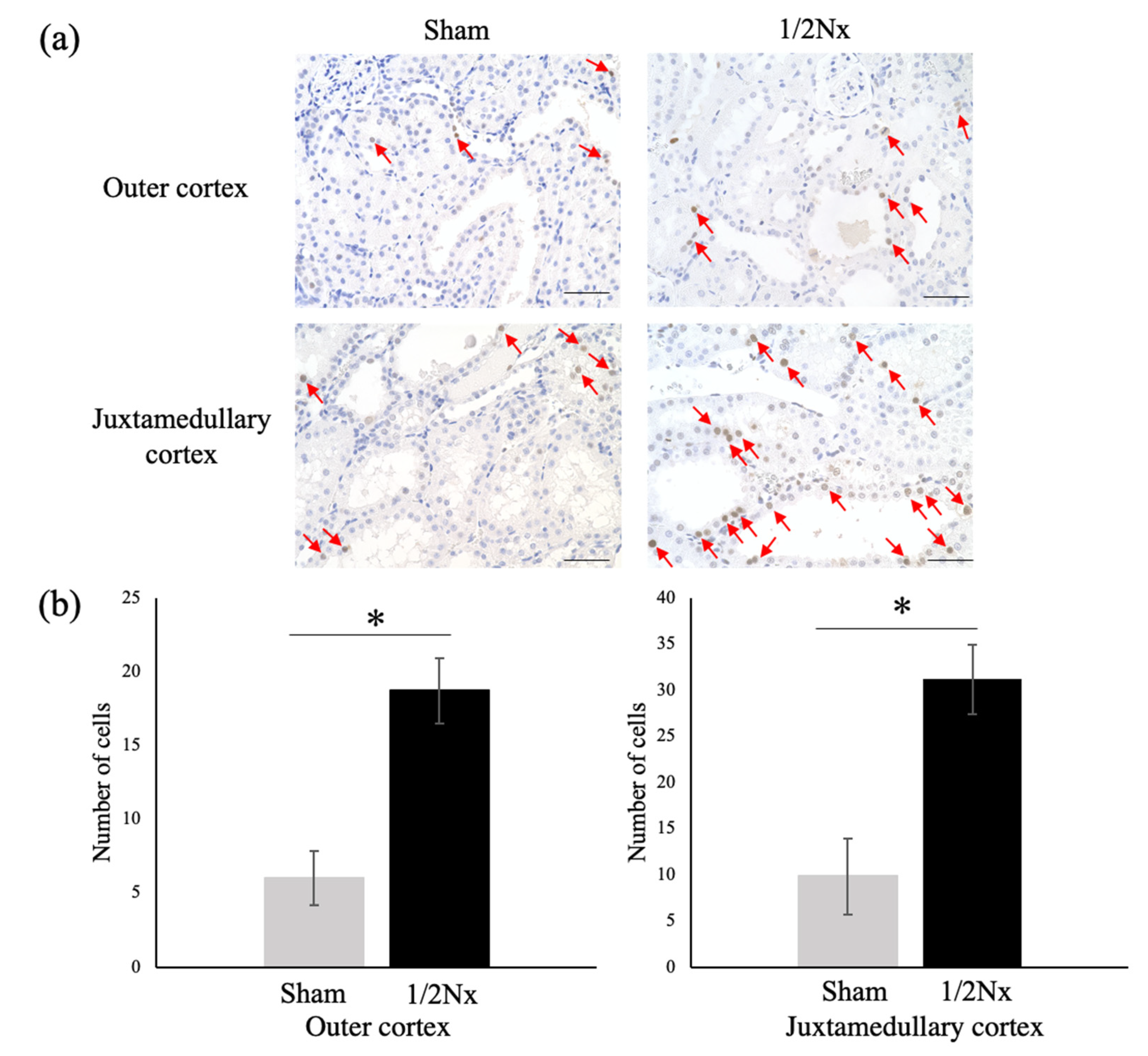 Biology 10 00633 g006