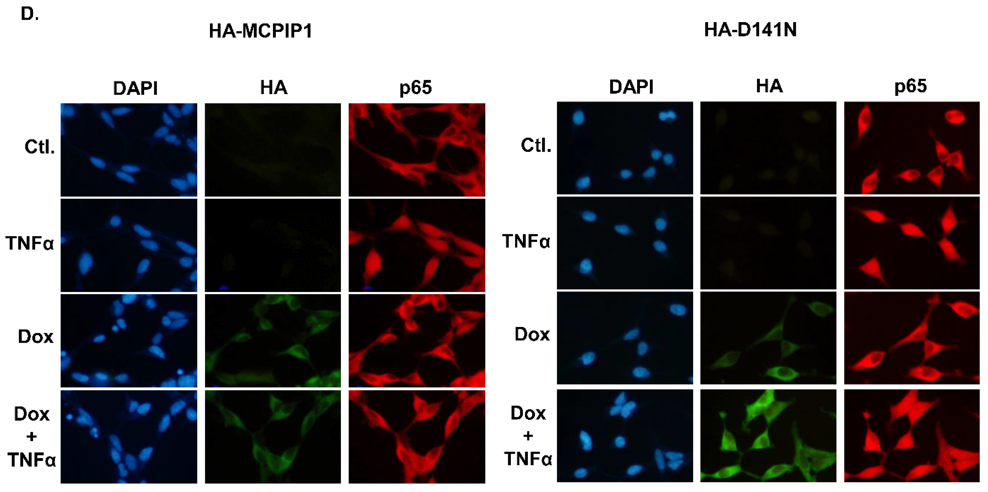 Biology 10 00655 g004b