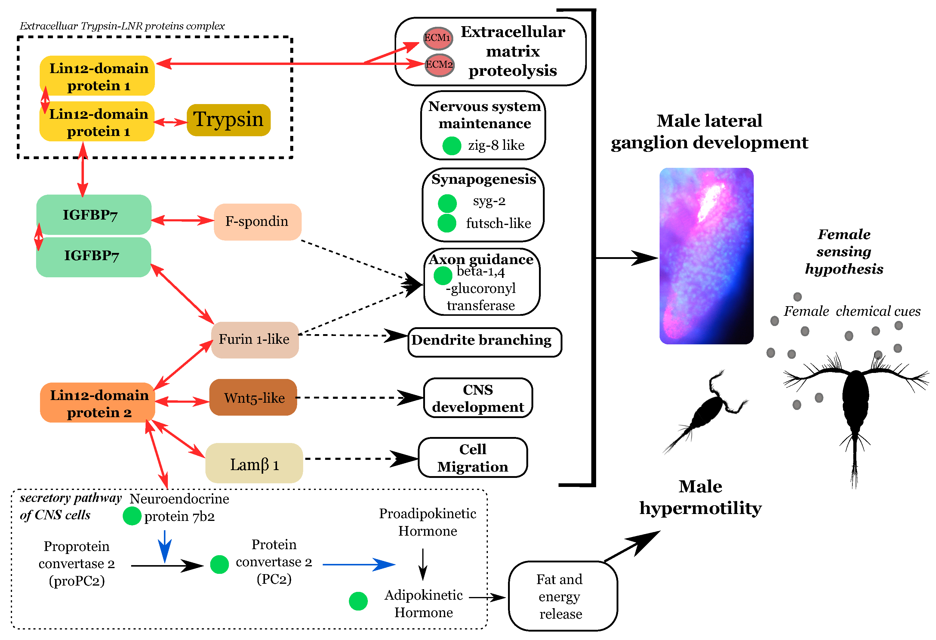 Biology 10 00657 g006