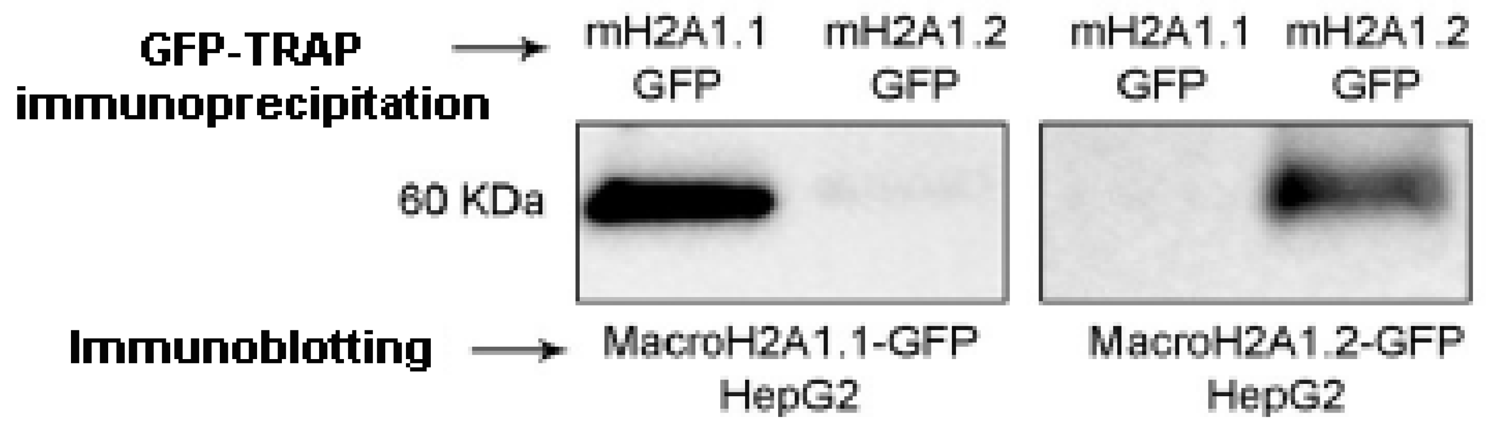 Biology 10 00659 g002