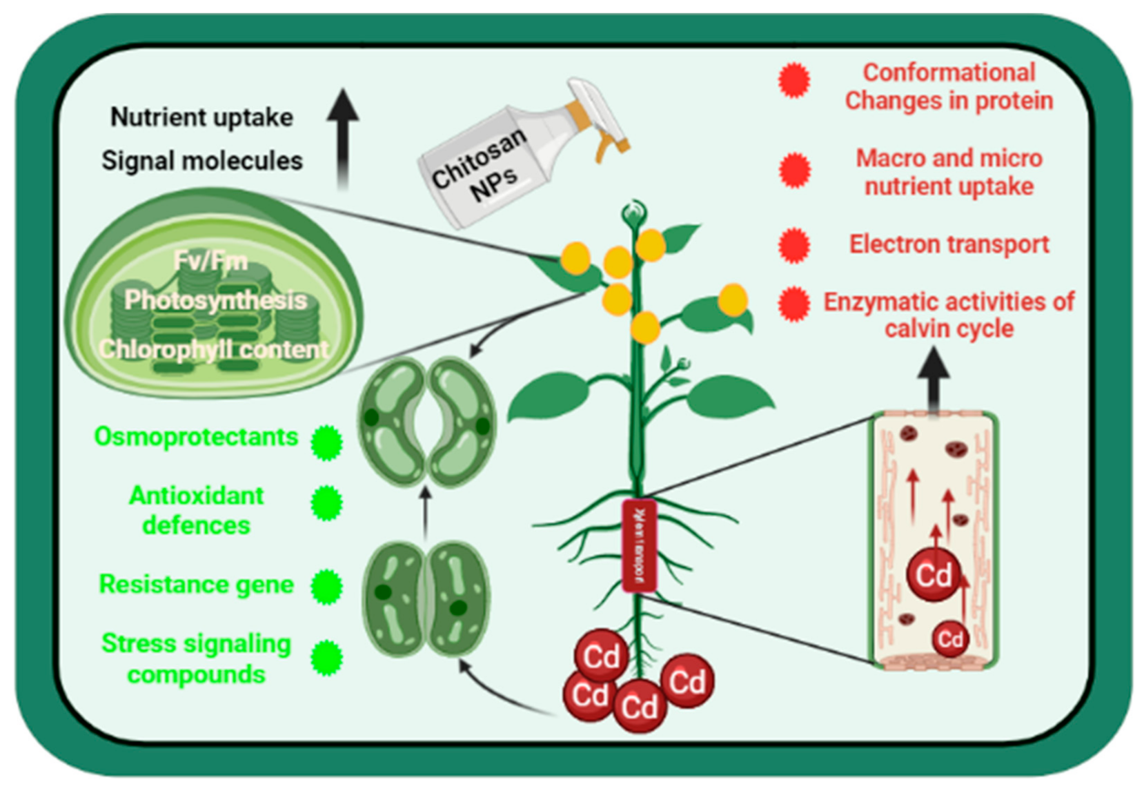 Biology 10 00666 g005