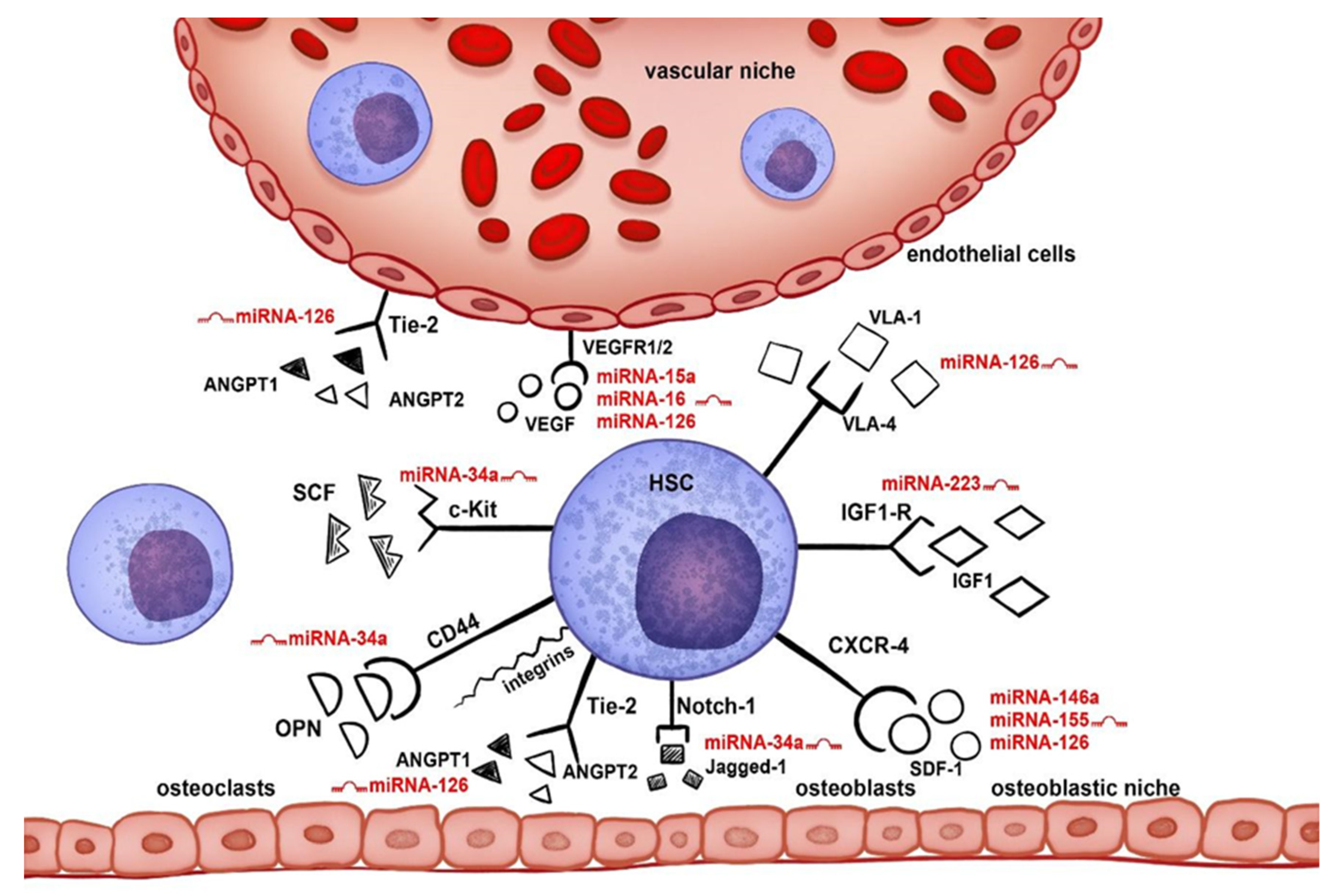 Biology 10 00668 g001 Biology 10 00668 g001