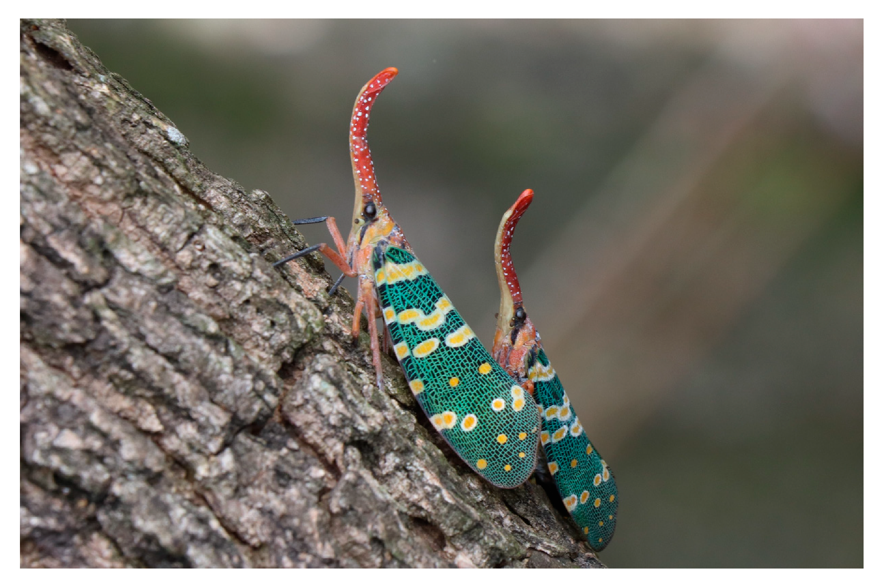 Biology 10 00678 g001