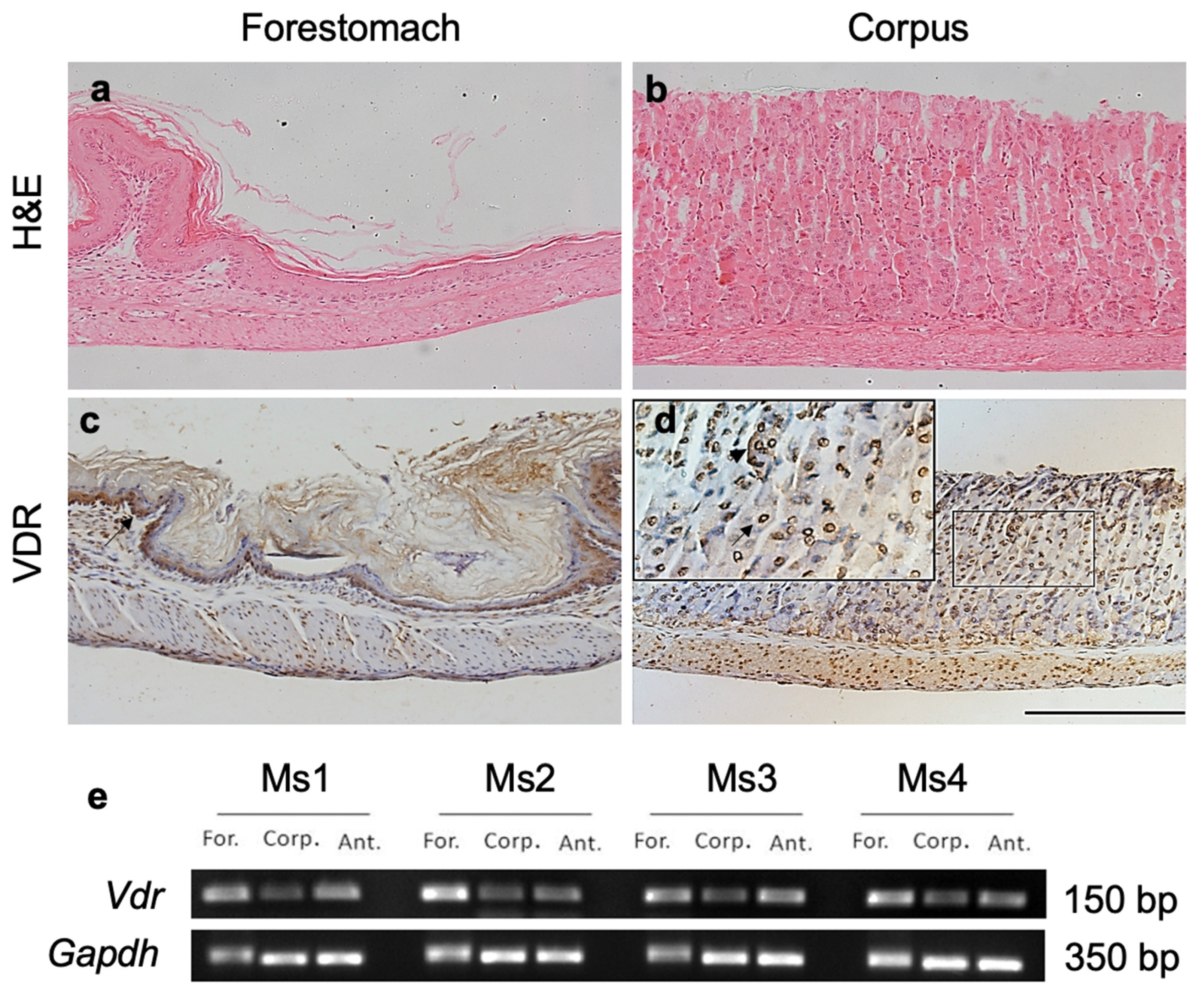 Biology 10 00705 g001