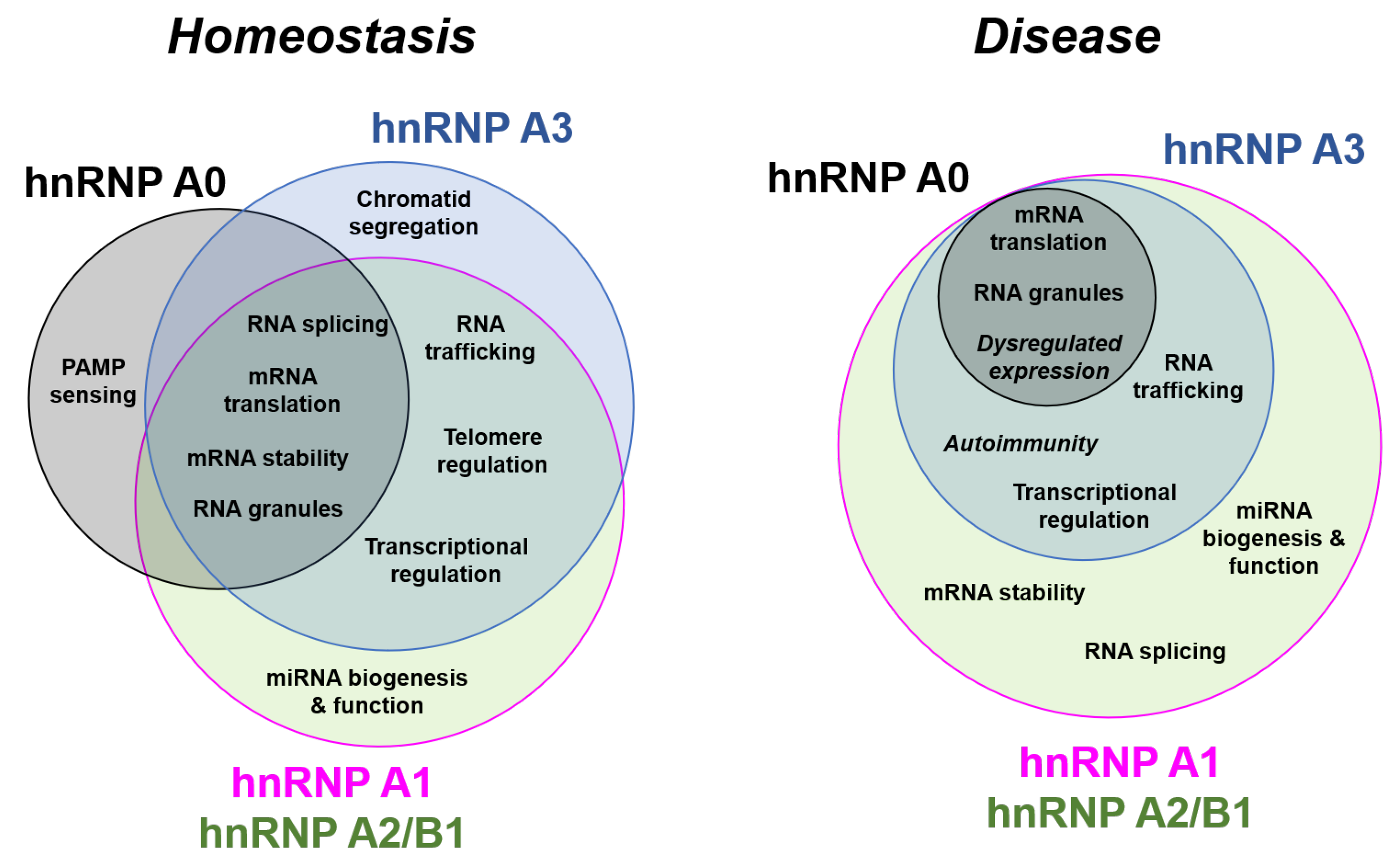Biology | Free Full-Text | hnRNP A/B Proteins: An Encyclopedic 