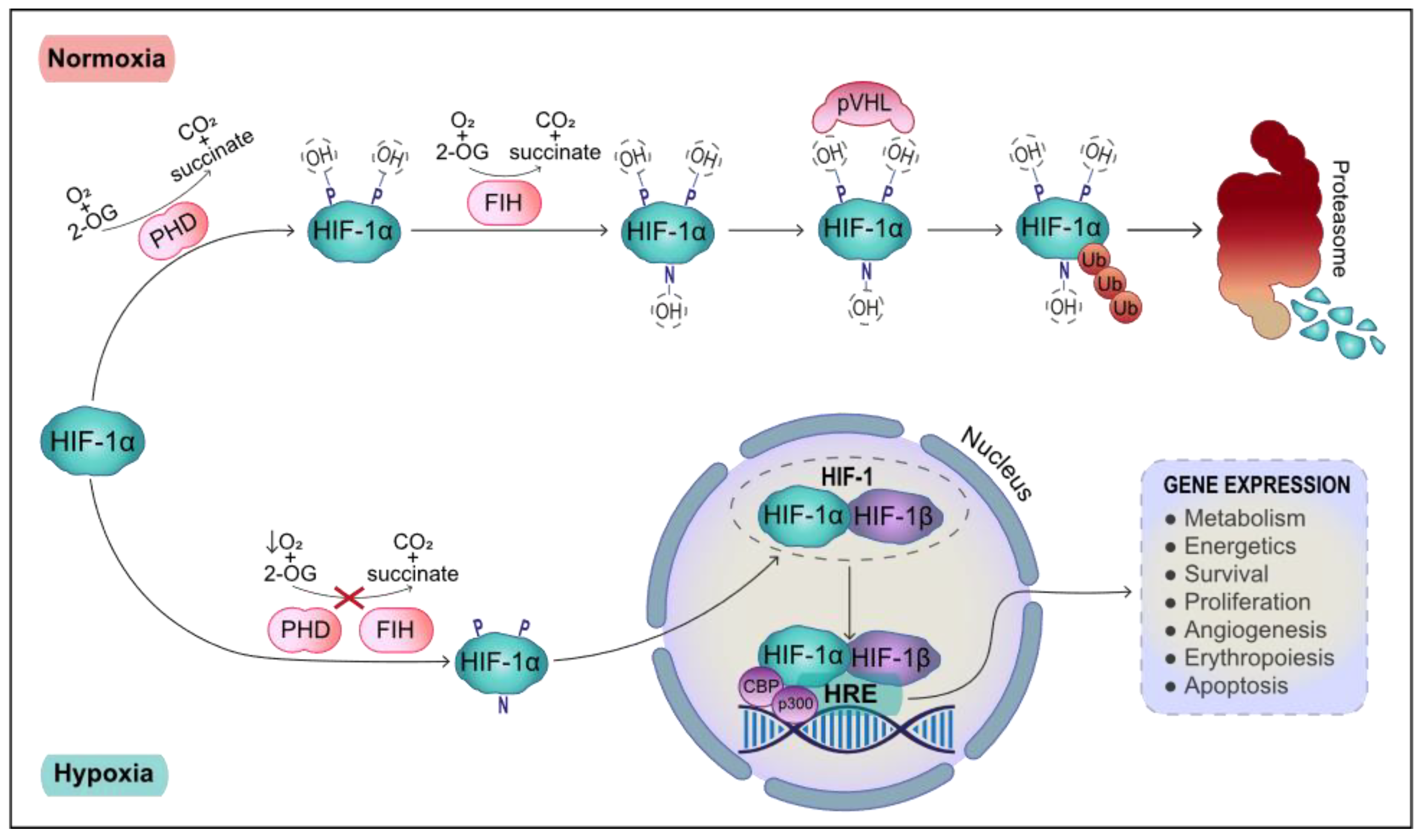 PDF) Hypoxia / Pseudohypoxia-mediated Activation of HIF1A in Cancer