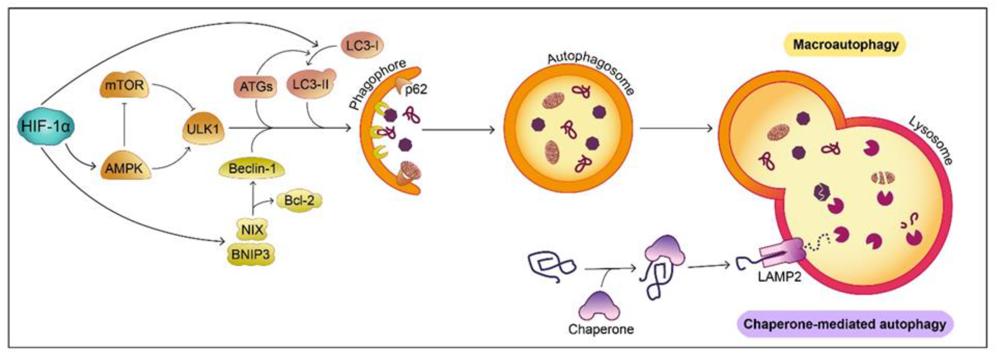 Biology 10 00723 g003