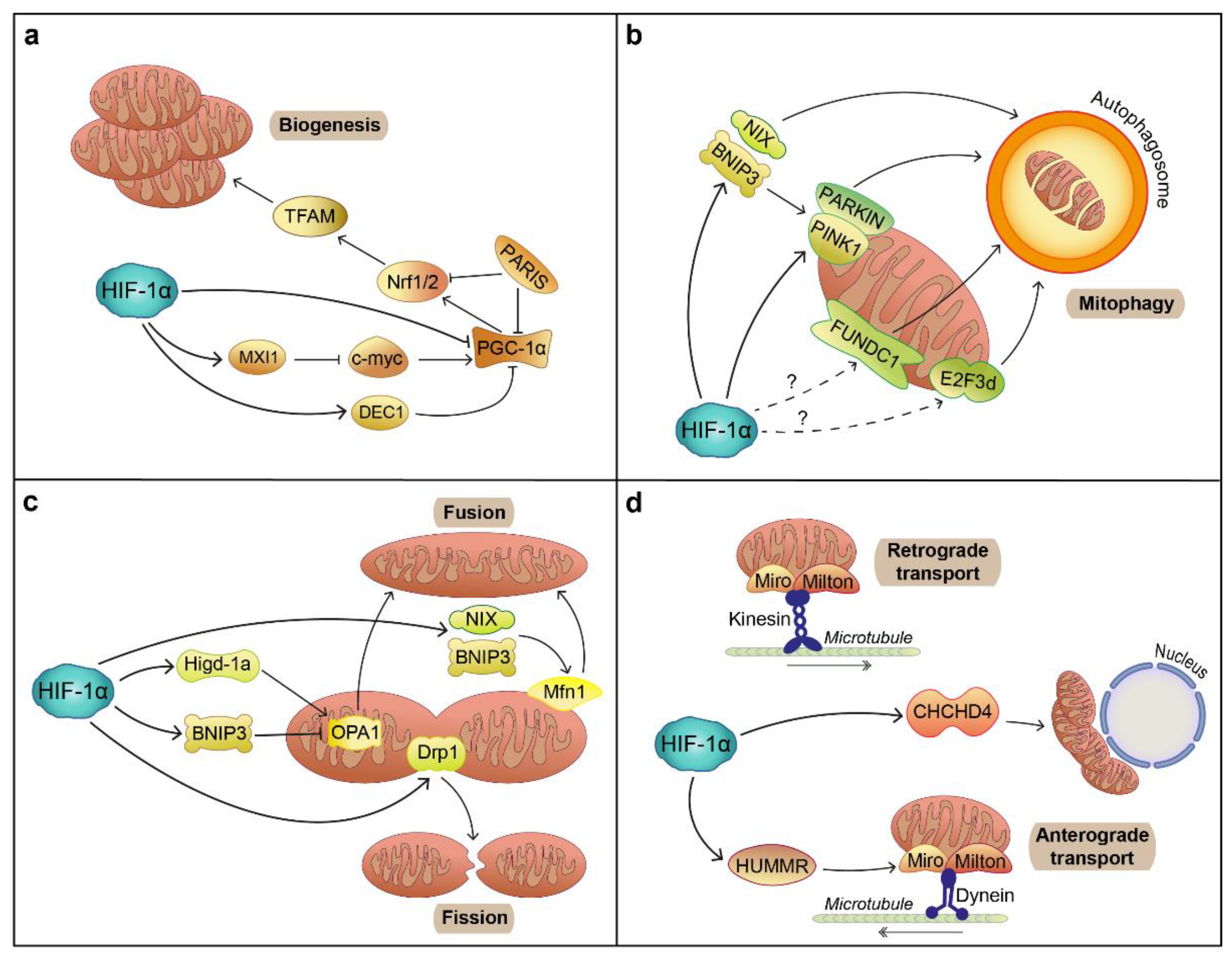 Biology 10 00723 g004
