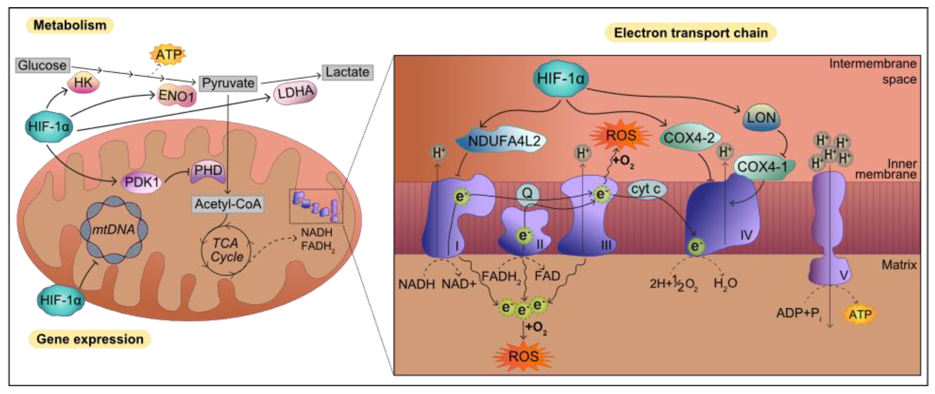 Biology 10 00723 g005