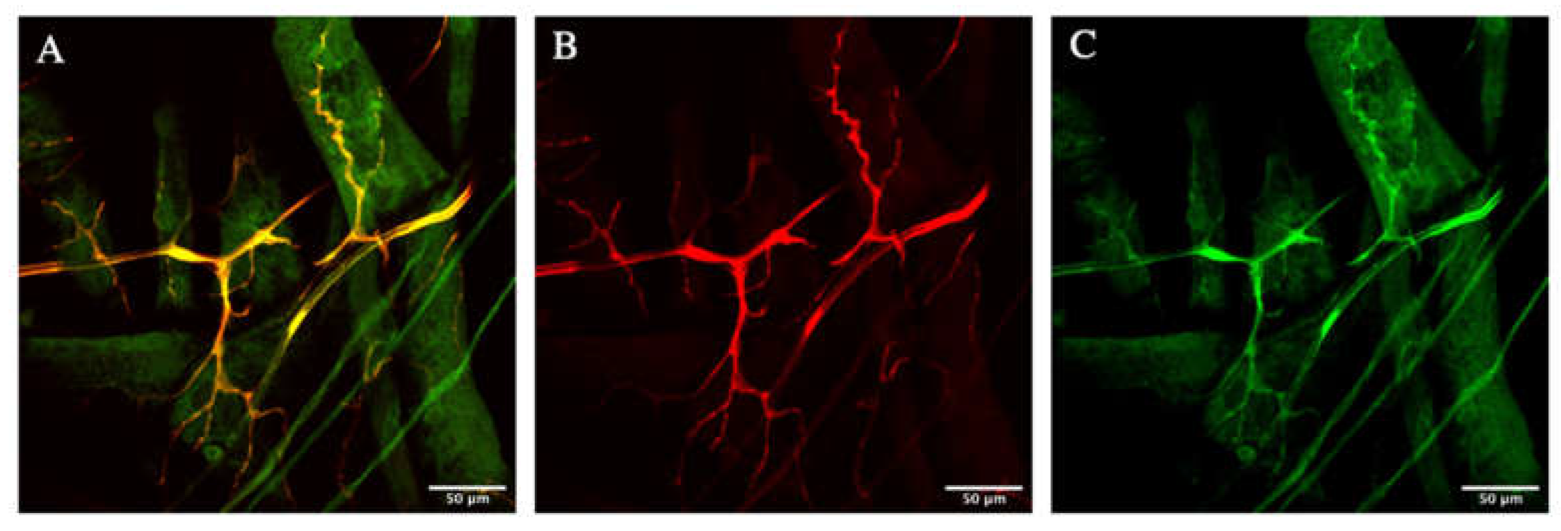 Biology 10 00729 g001