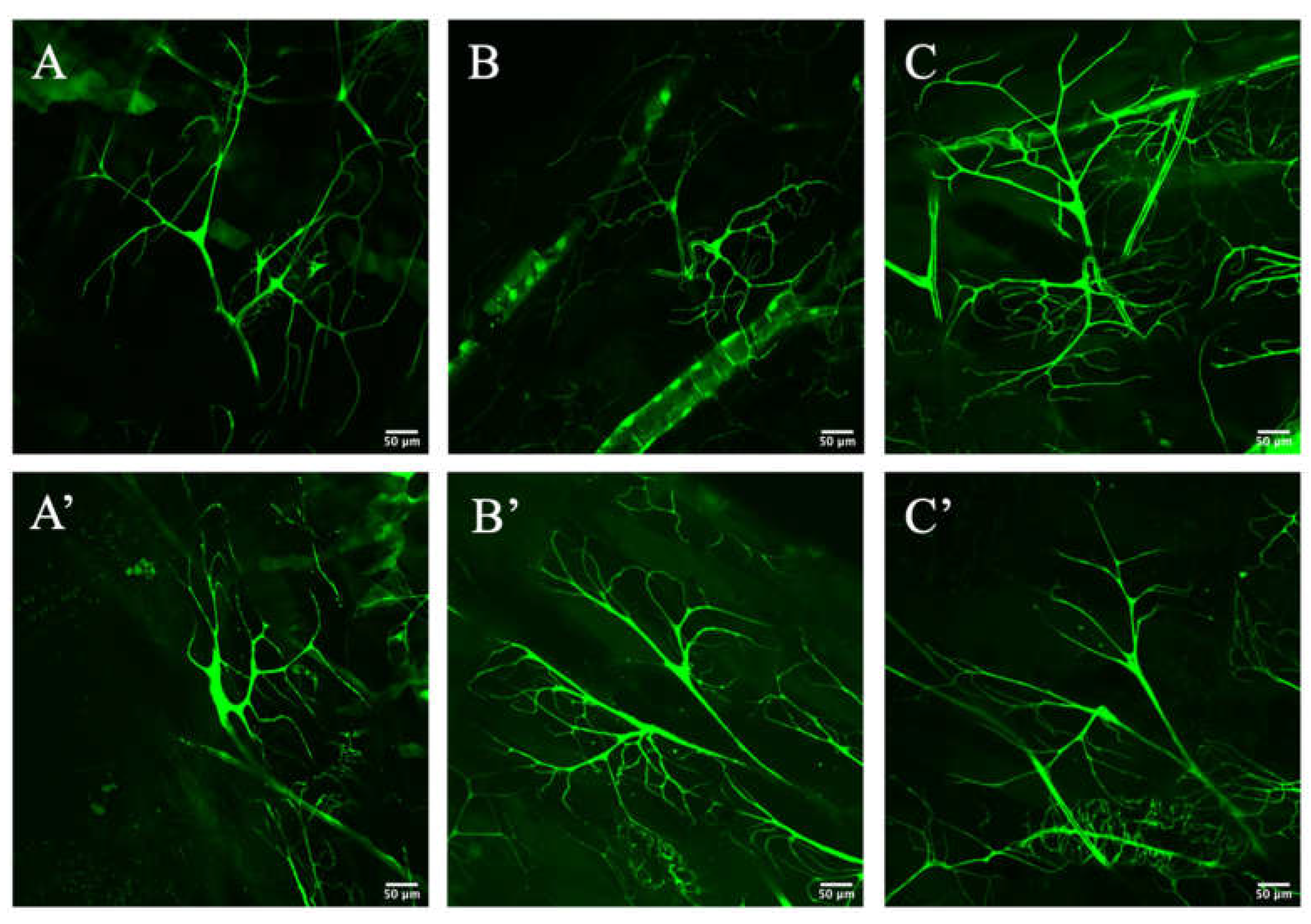 Biology 10 00729 g002