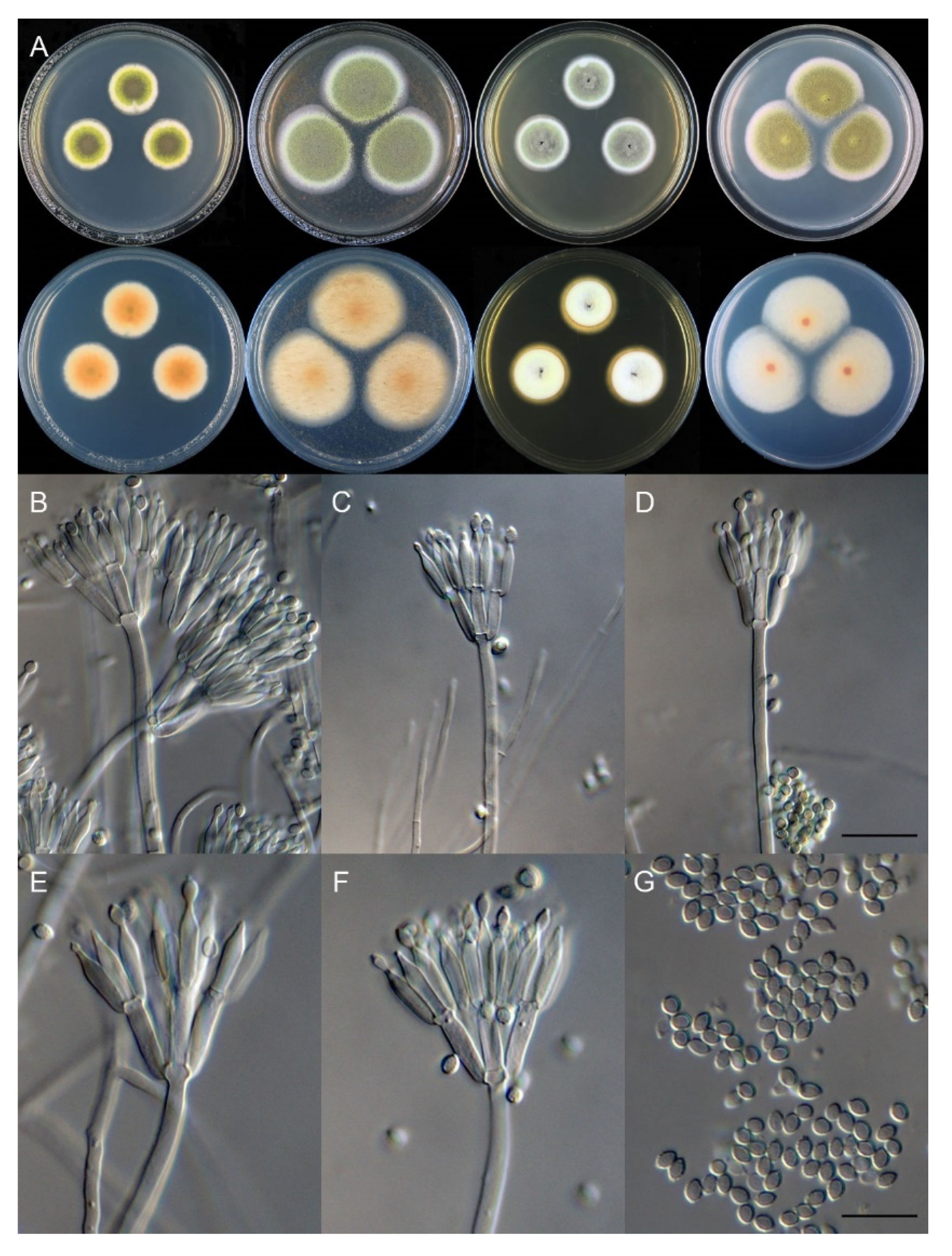 Biology 10 00745 g008