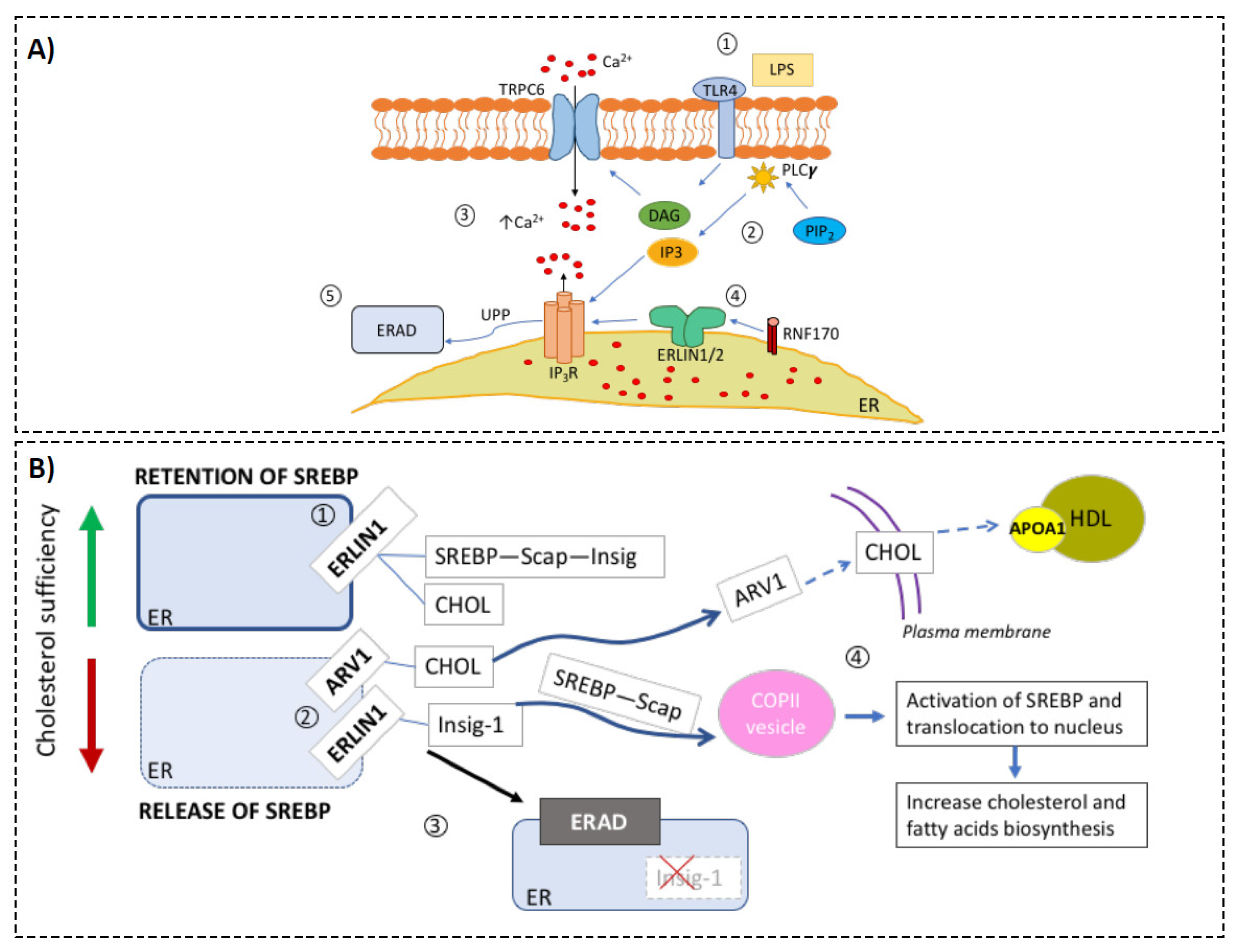 Biology 10 00755 g003 Biology 10 00755 g003