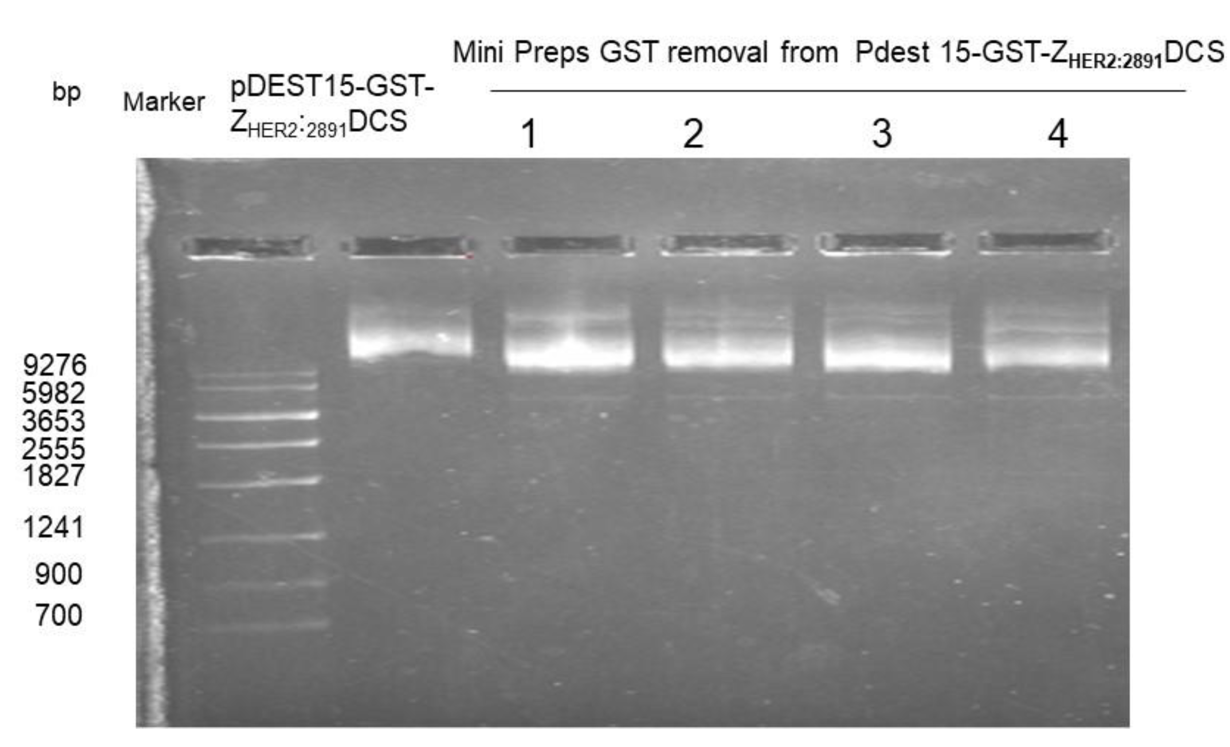 Biology 10 00758 g001 550
