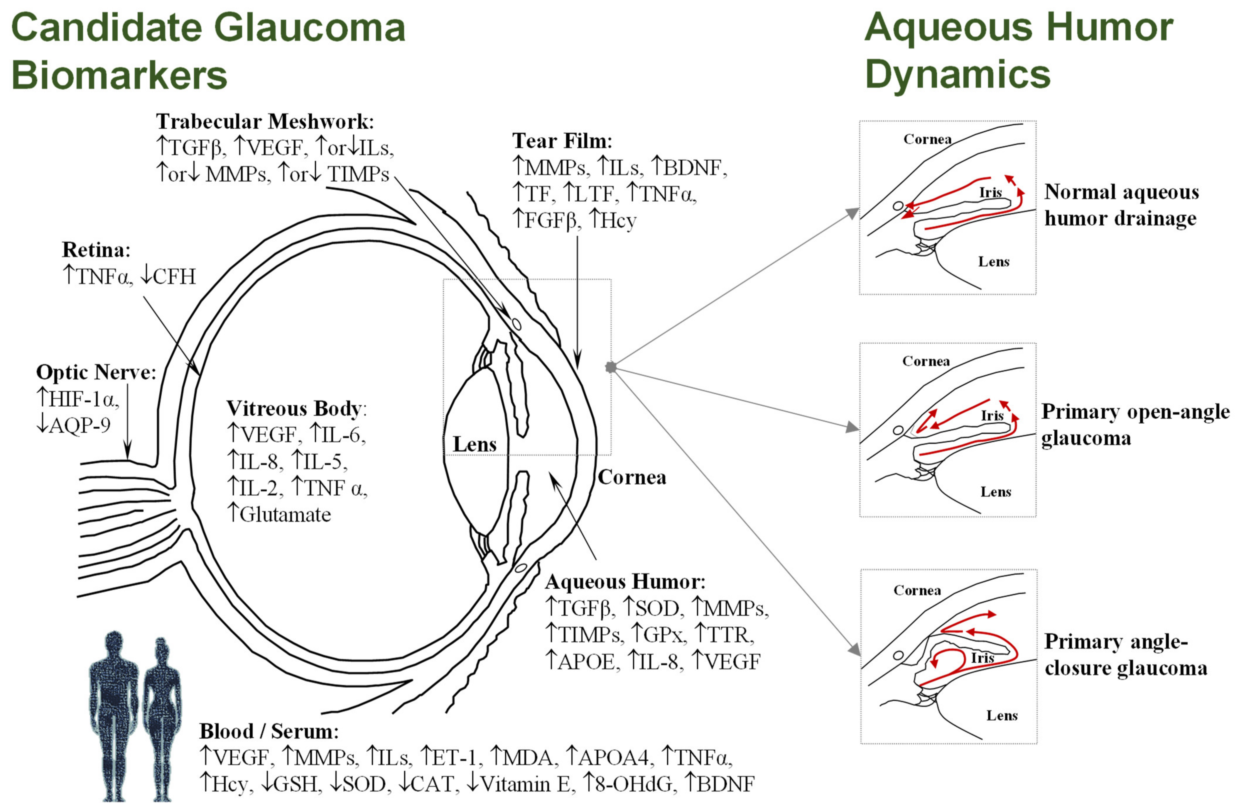 Curious facts about tears  Institut Català de Retina