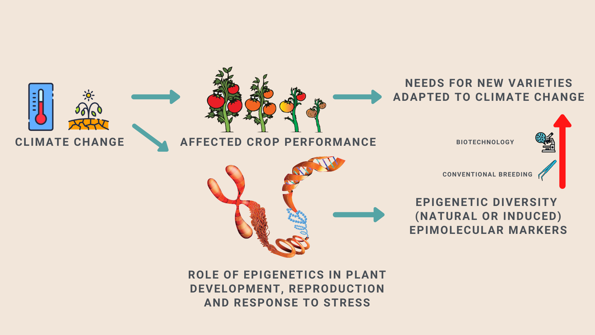 Biology Free Full Text Epigenetics For Crop Improvement In Times Of Global Change Html