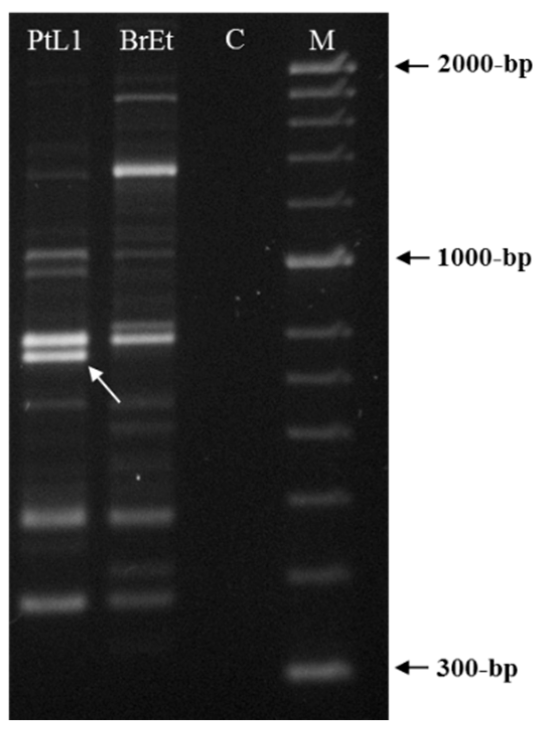 Biology 10 00775 g002