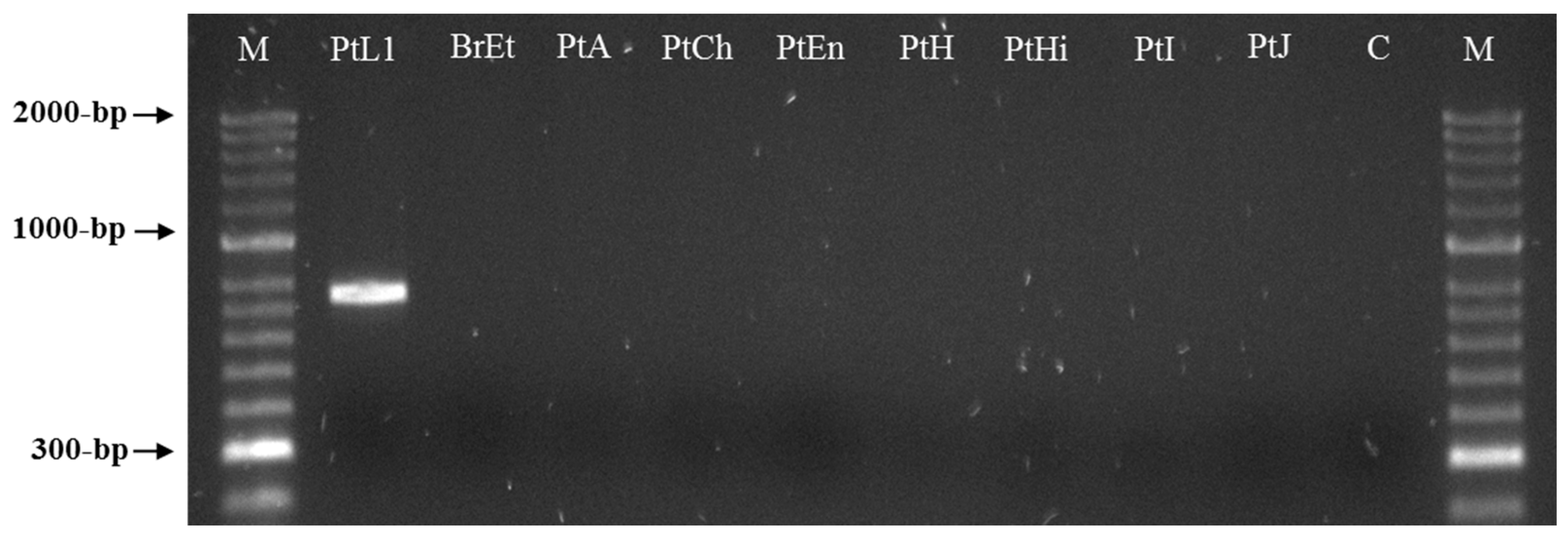Biology 10 00775 g004