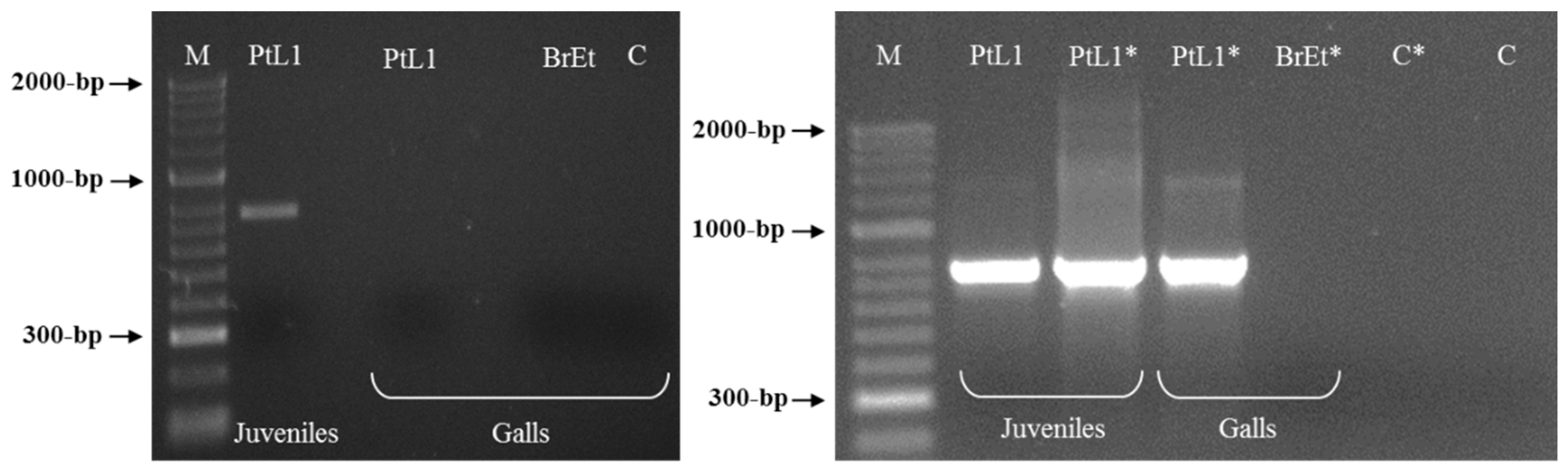 Biology 10 00775 g005