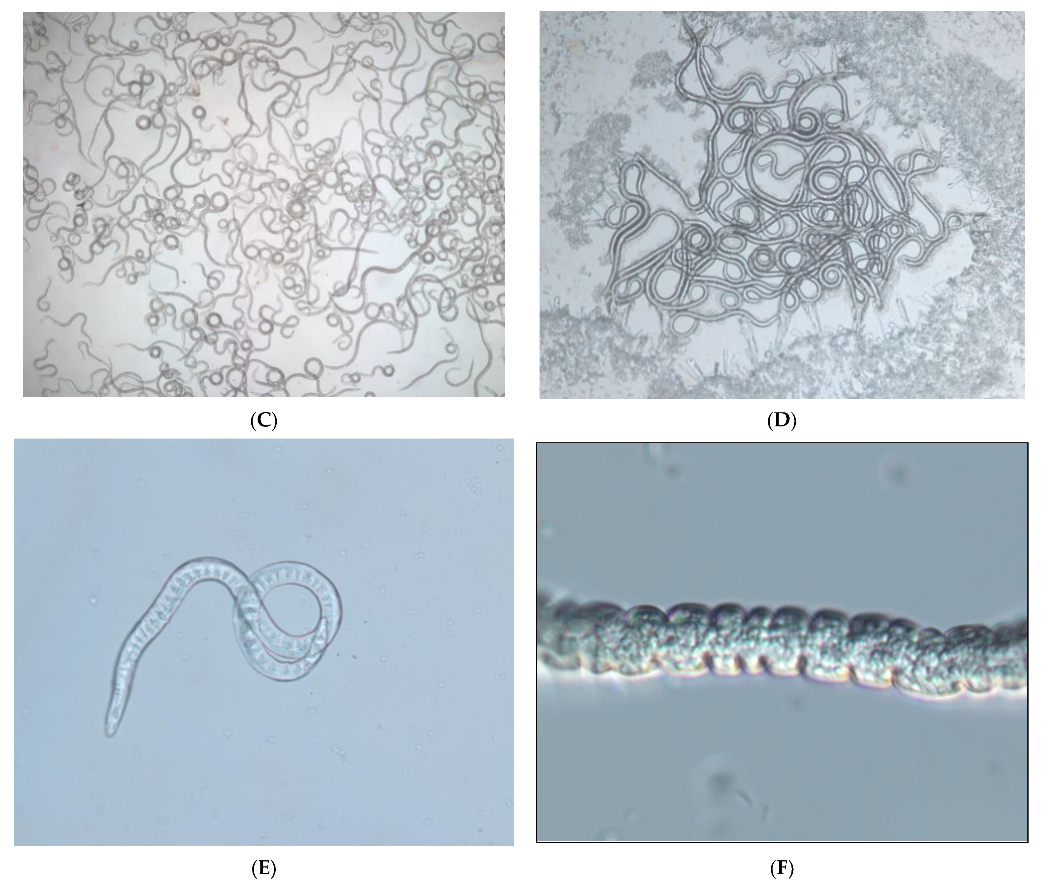 Biology 10 00785 g003b Biology 10 00785 g003b