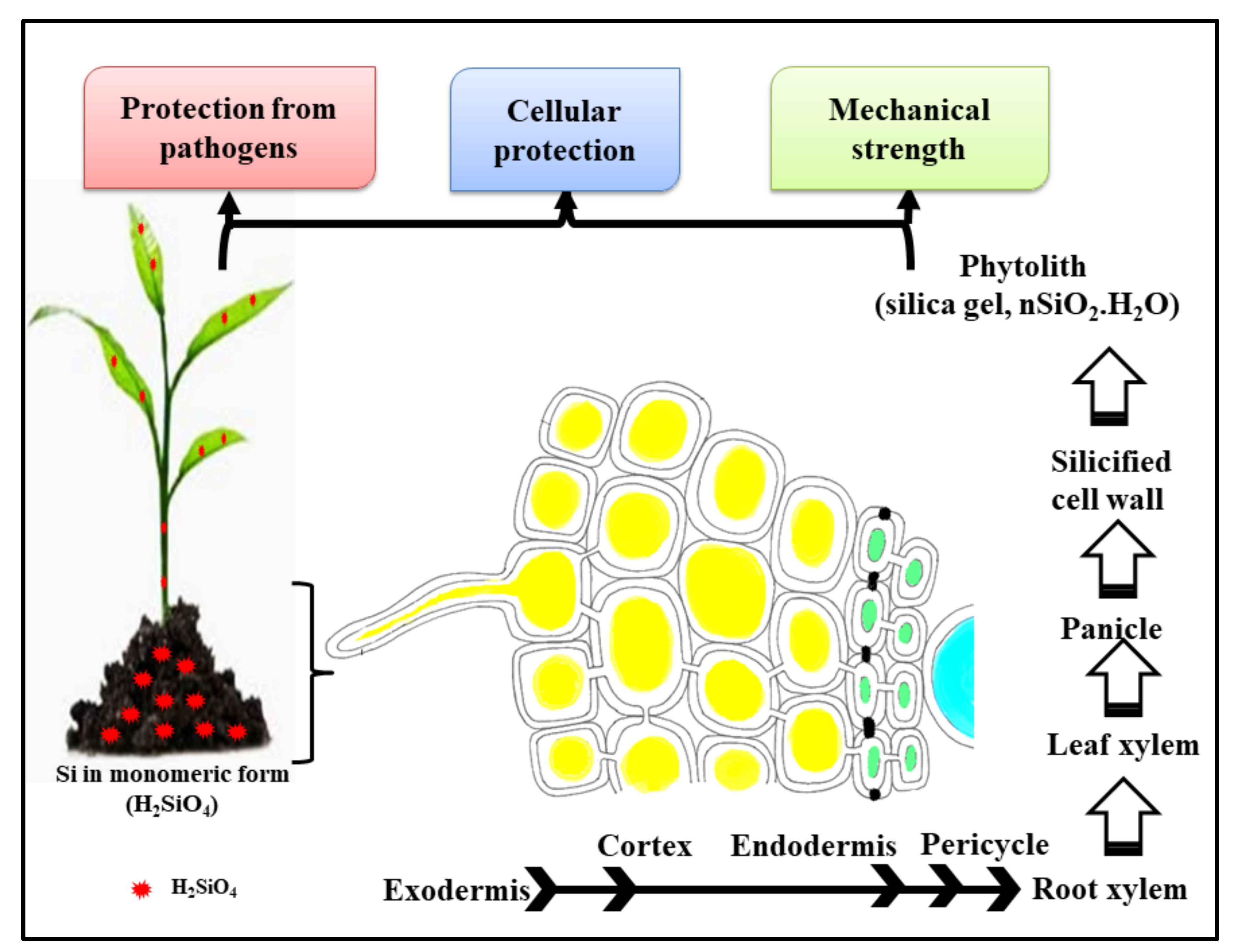 Biology Free FullText Effects of Silicon and SiliconBased