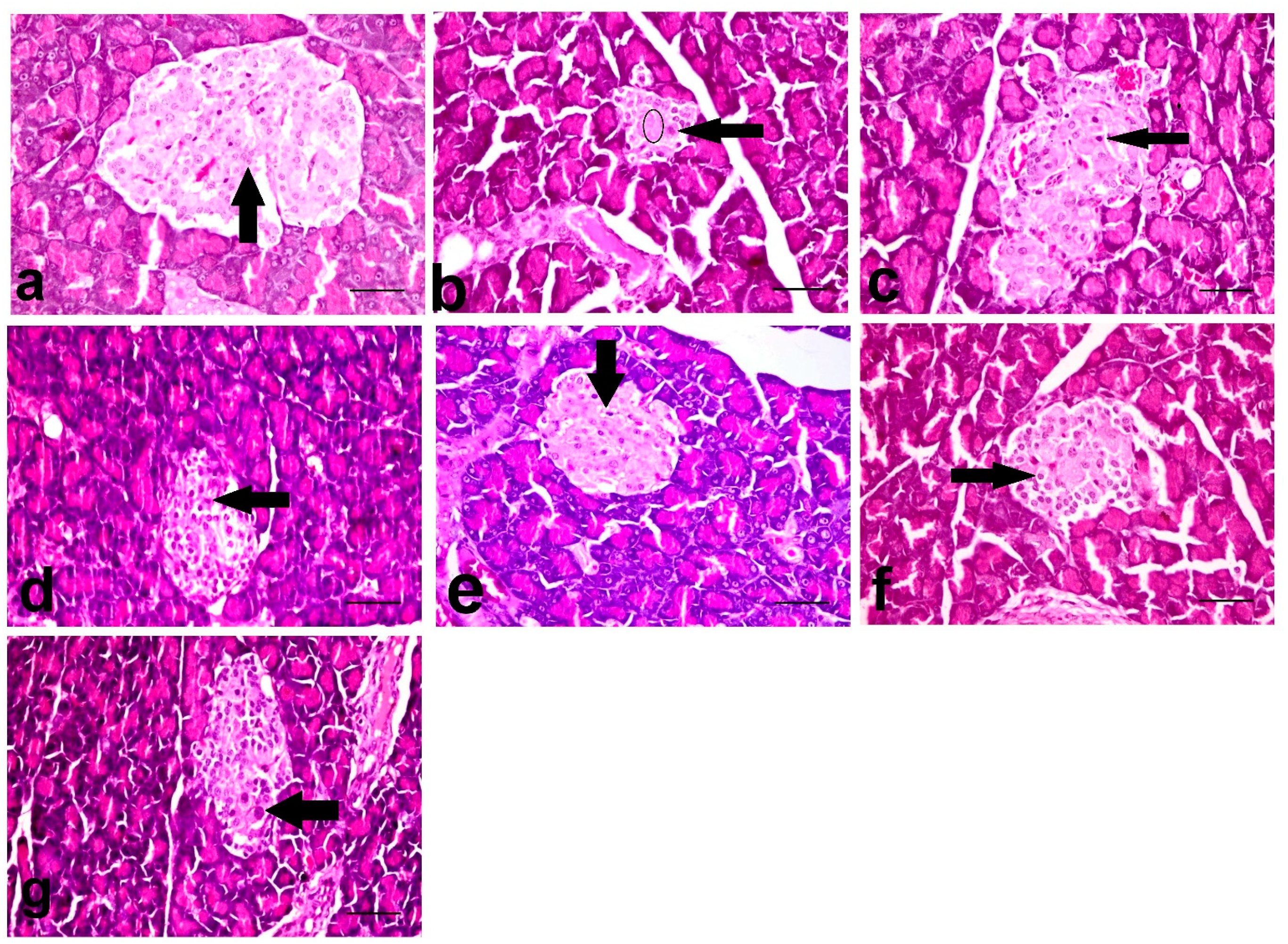 Biology 10 00796 g001