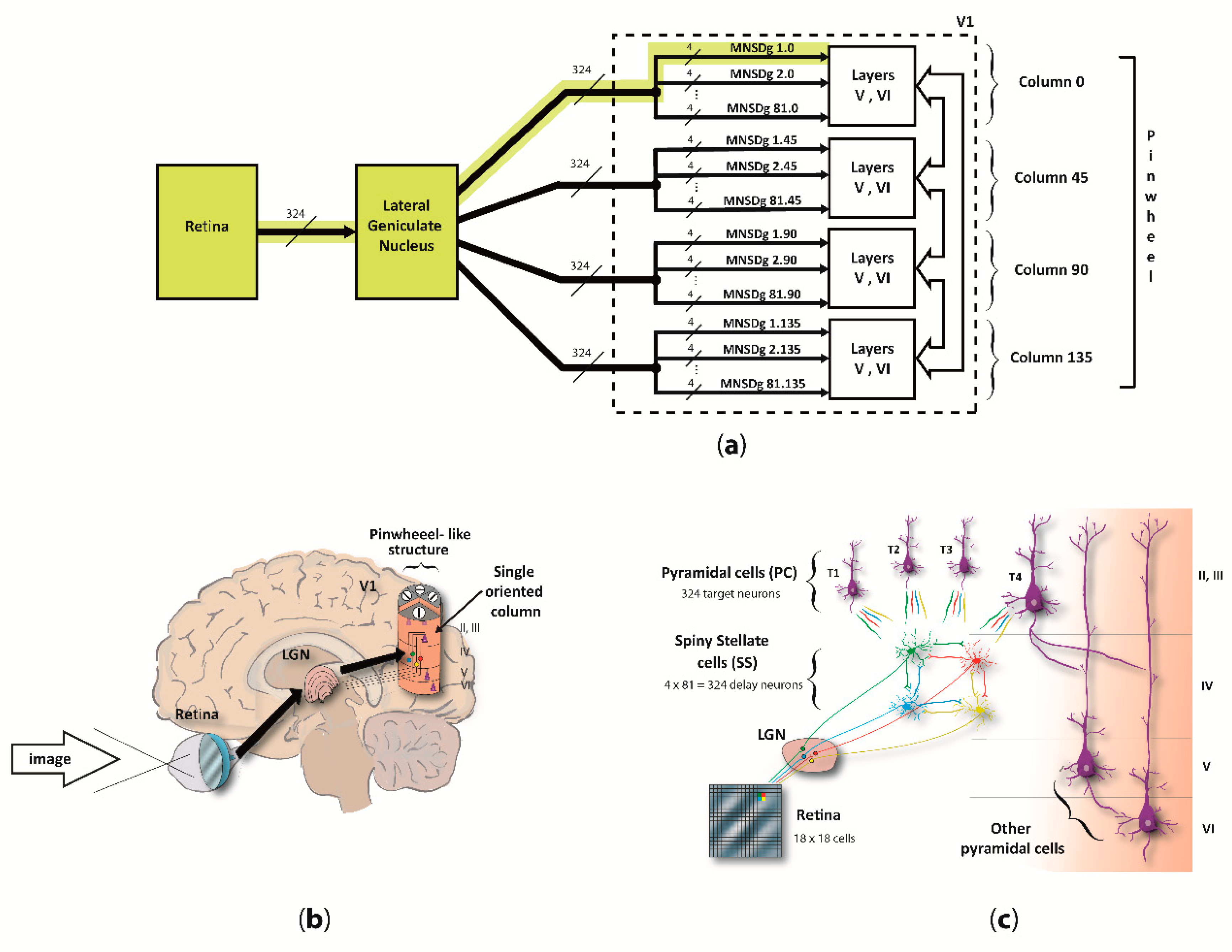 Biology | Free Full-Text | A Model of the Early Visual System