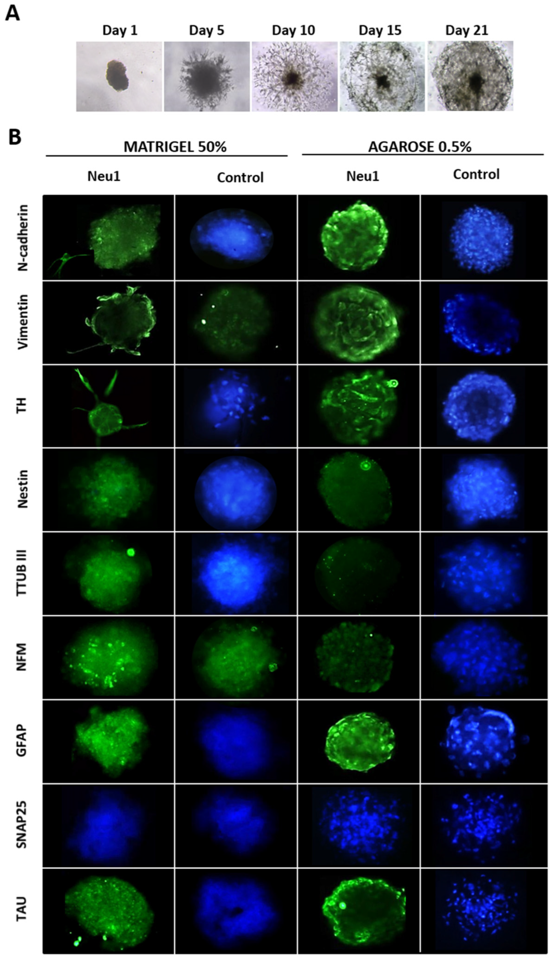 Biology 10 00802 g003 Biology 10 00802 g003