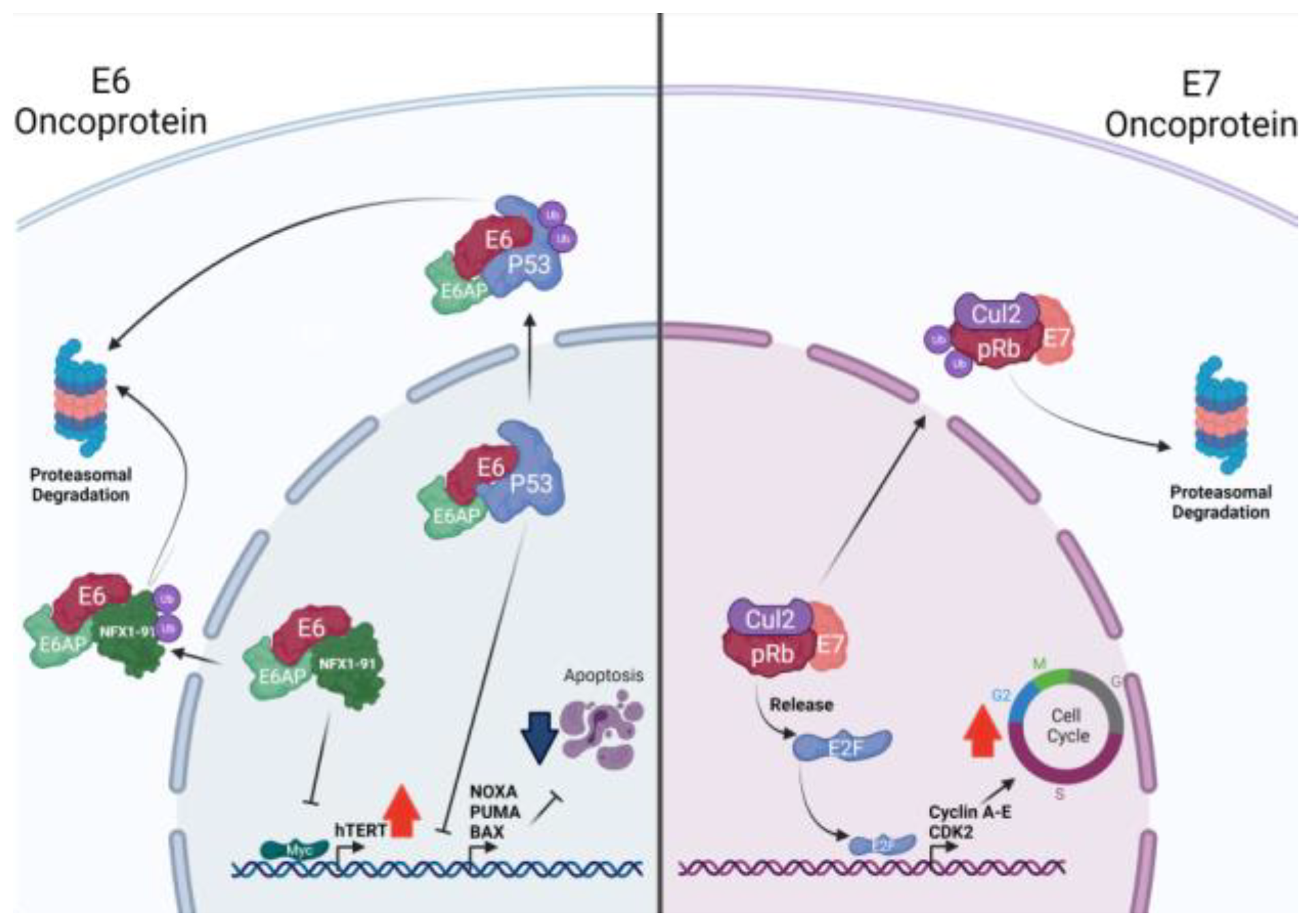Biology 10 00804 g002 Biology 10 00804 g002