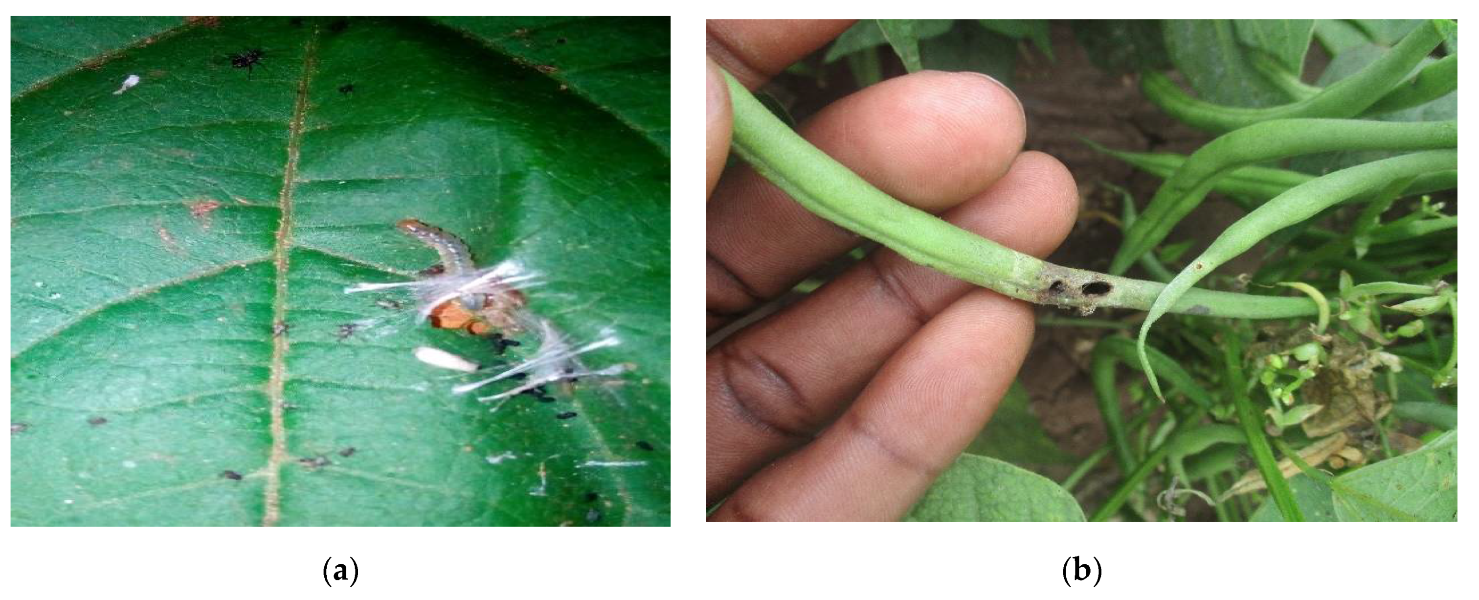 How To Control Thrips Using Biological Control - Dragonfli