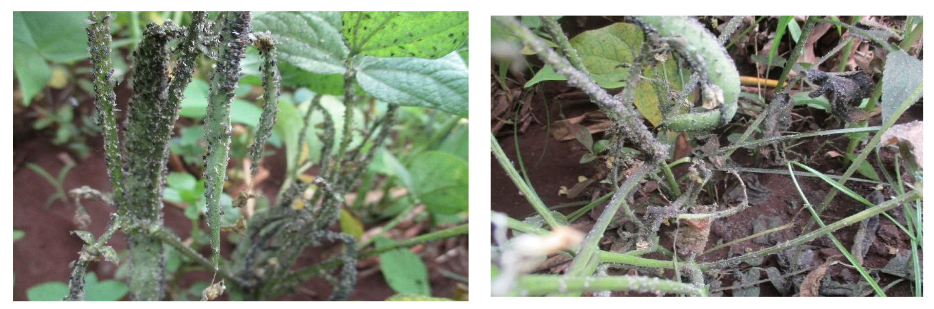 Biology 10 00805 g002 Biology 10 00805 g002