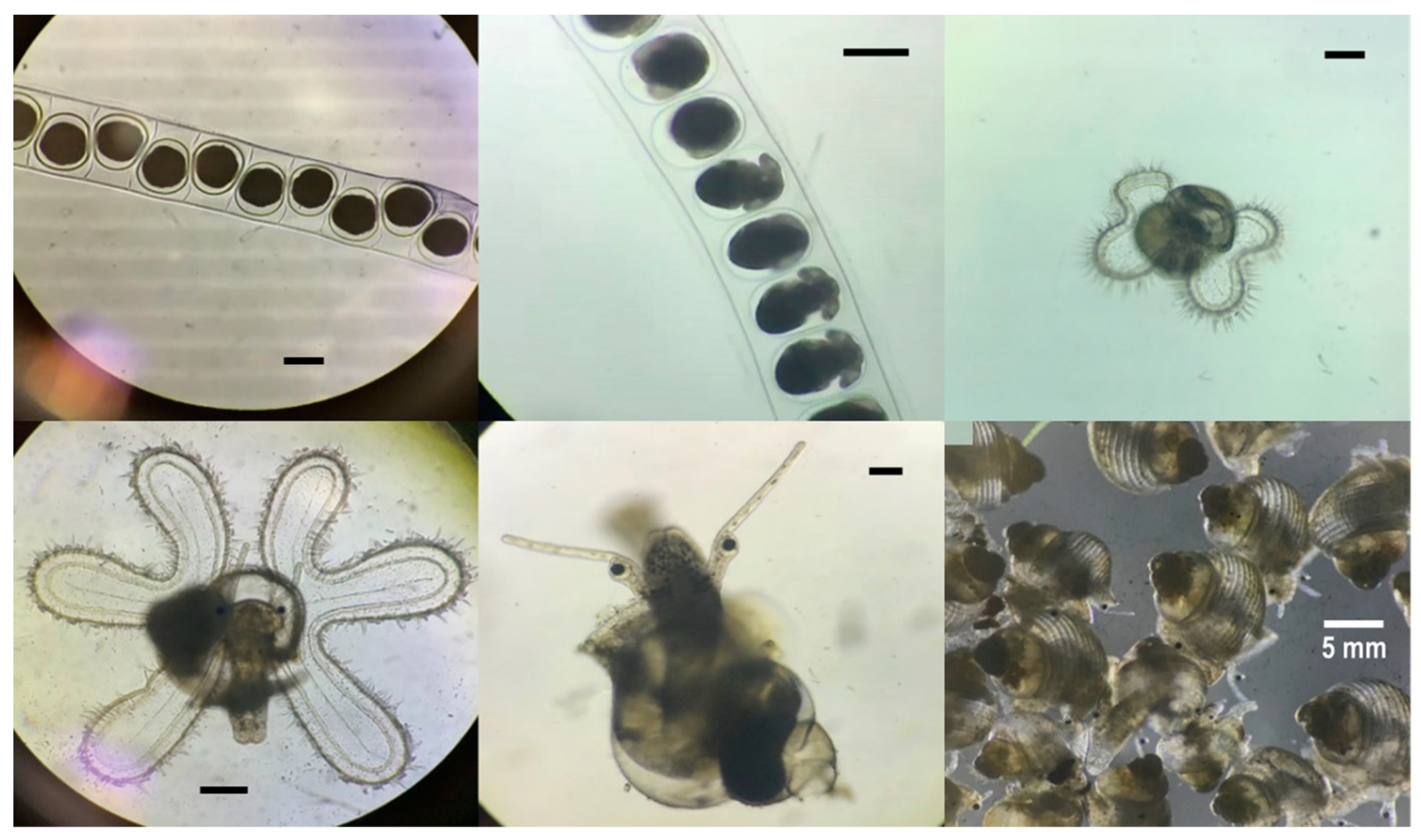 Biology 10 00812 g001 Biology 10 00812 g001