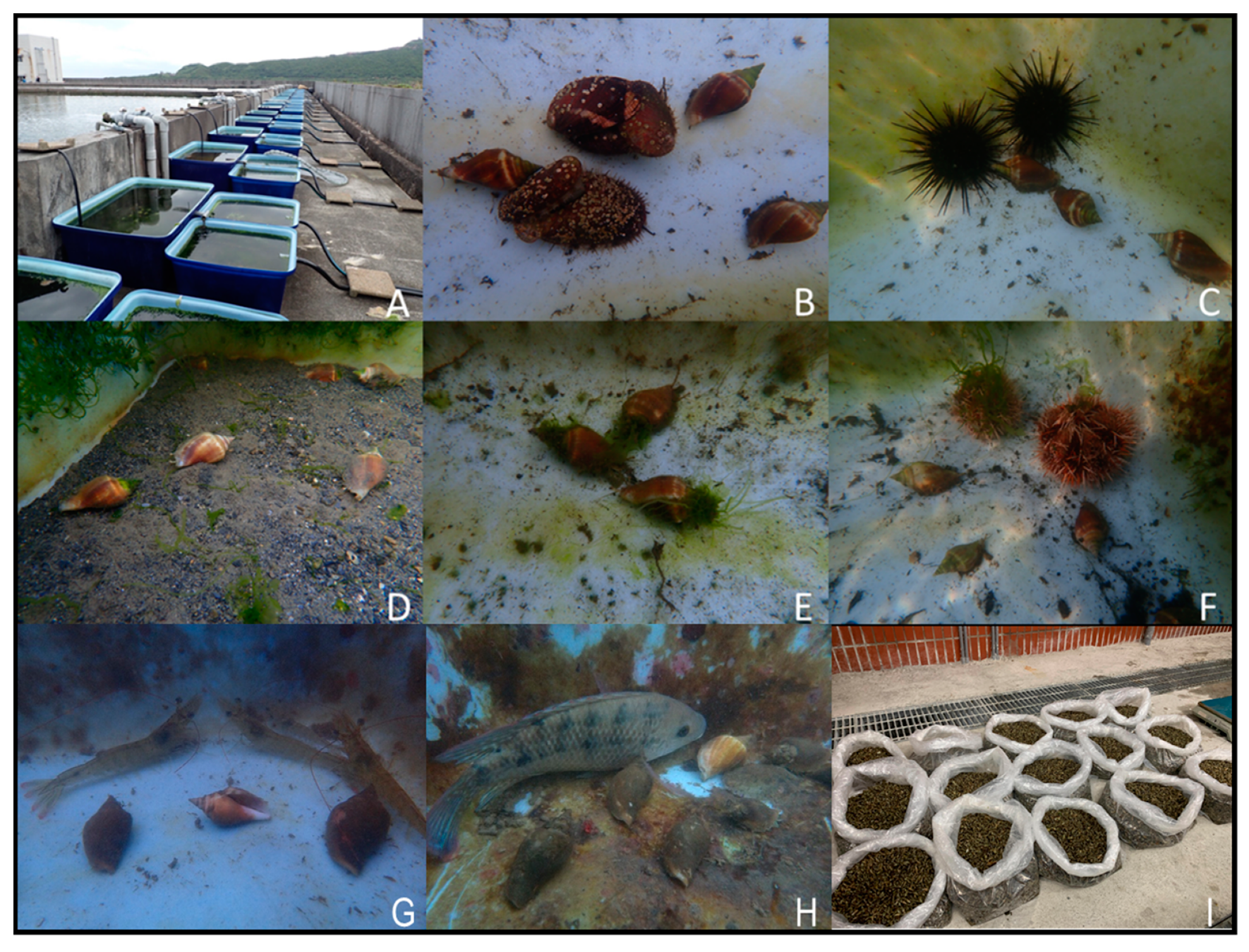 Biology 10 00812 g002 Biology 10 00812 g002