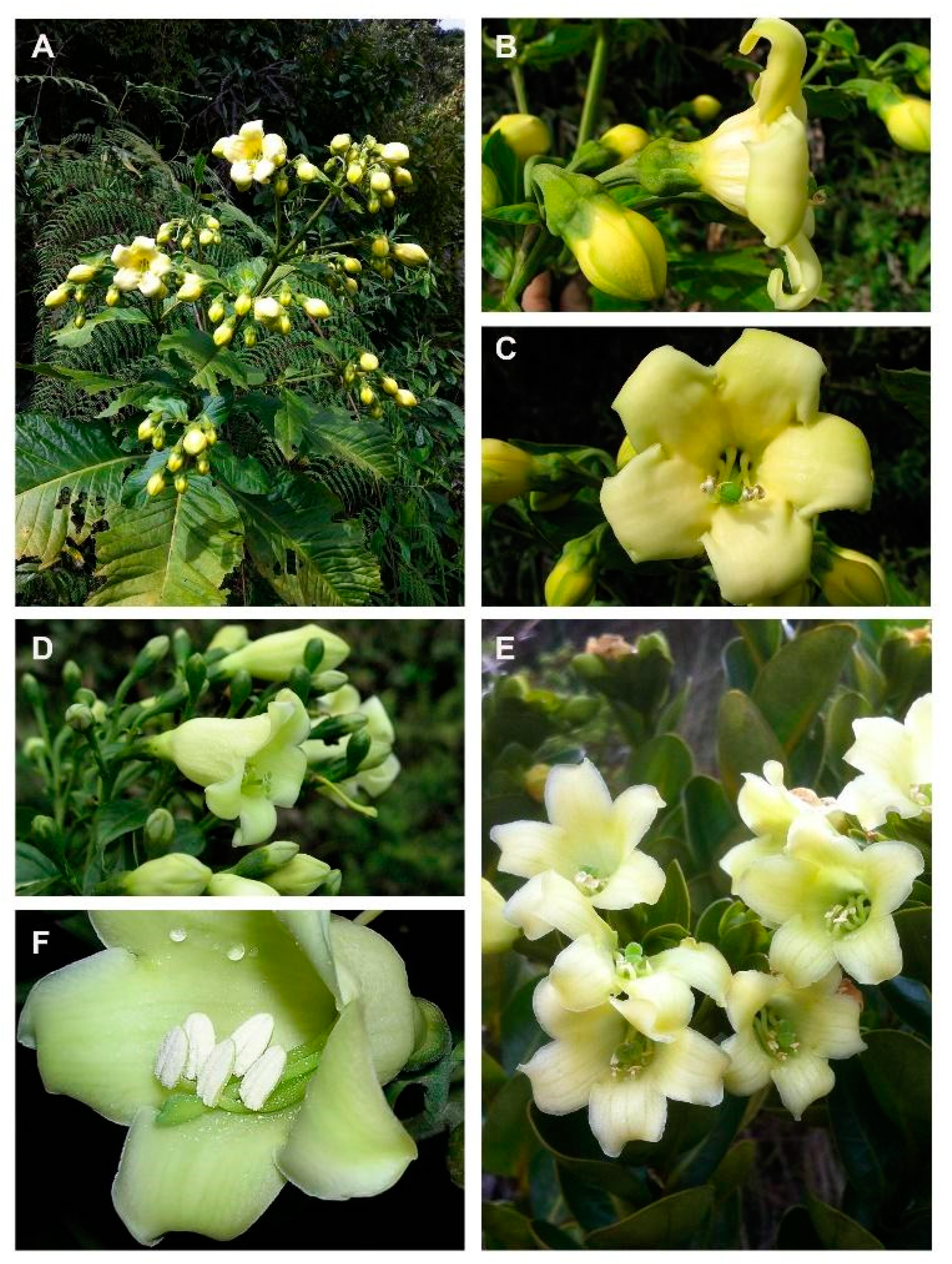 Biology Free Full Text The Evolution Of Trait Disparity During The Radiation Of The Plant Genus Macrocarpaea Gentianaceae In The Tropical Andes Html Biology Free Full Text The Evolution Of Trait Disparity During The Radiation Of The Plant Genus Macrocarpaea Gentianaceae In The Tropical Andes Html