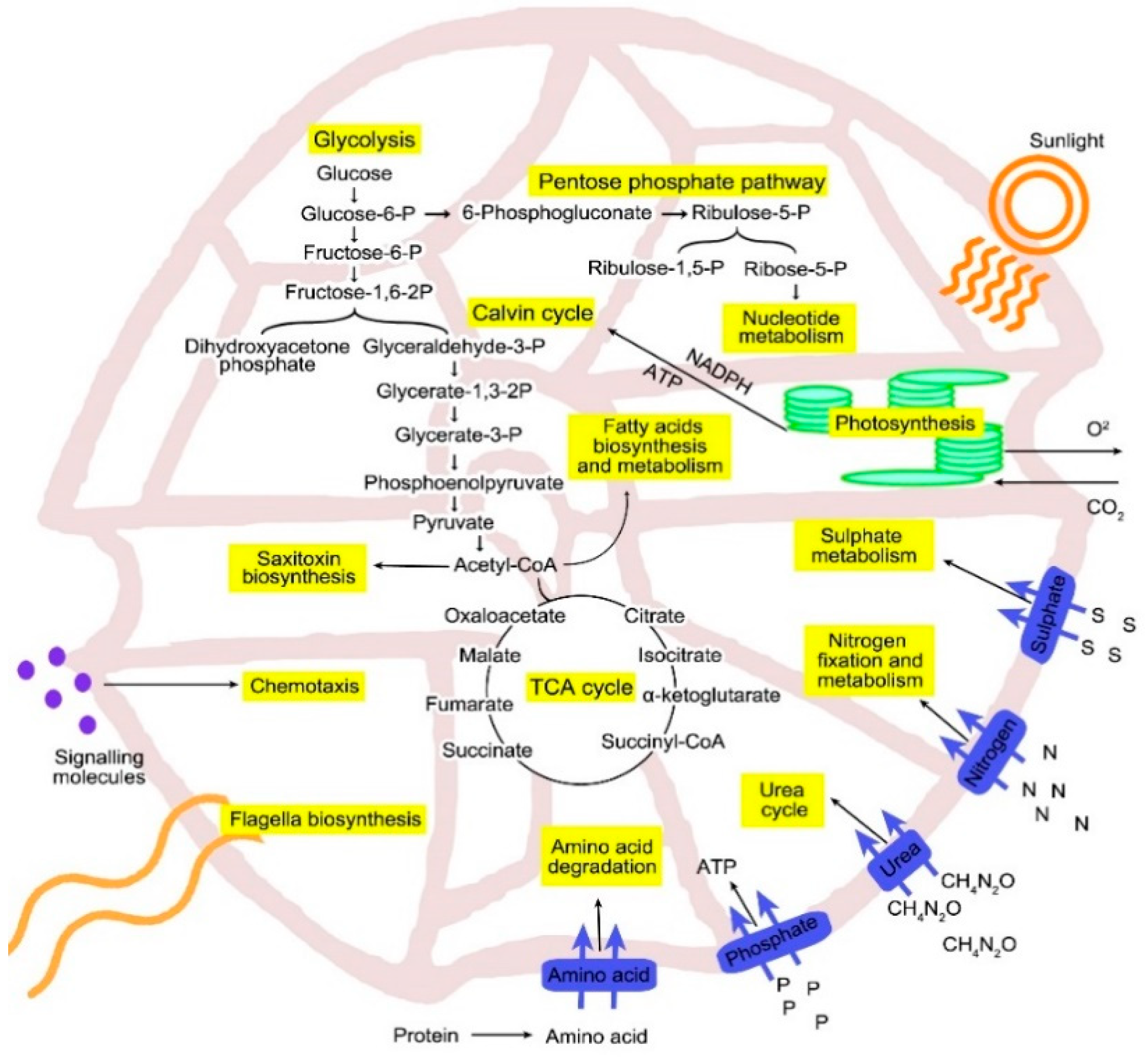 Biology 10 00826 g004 550